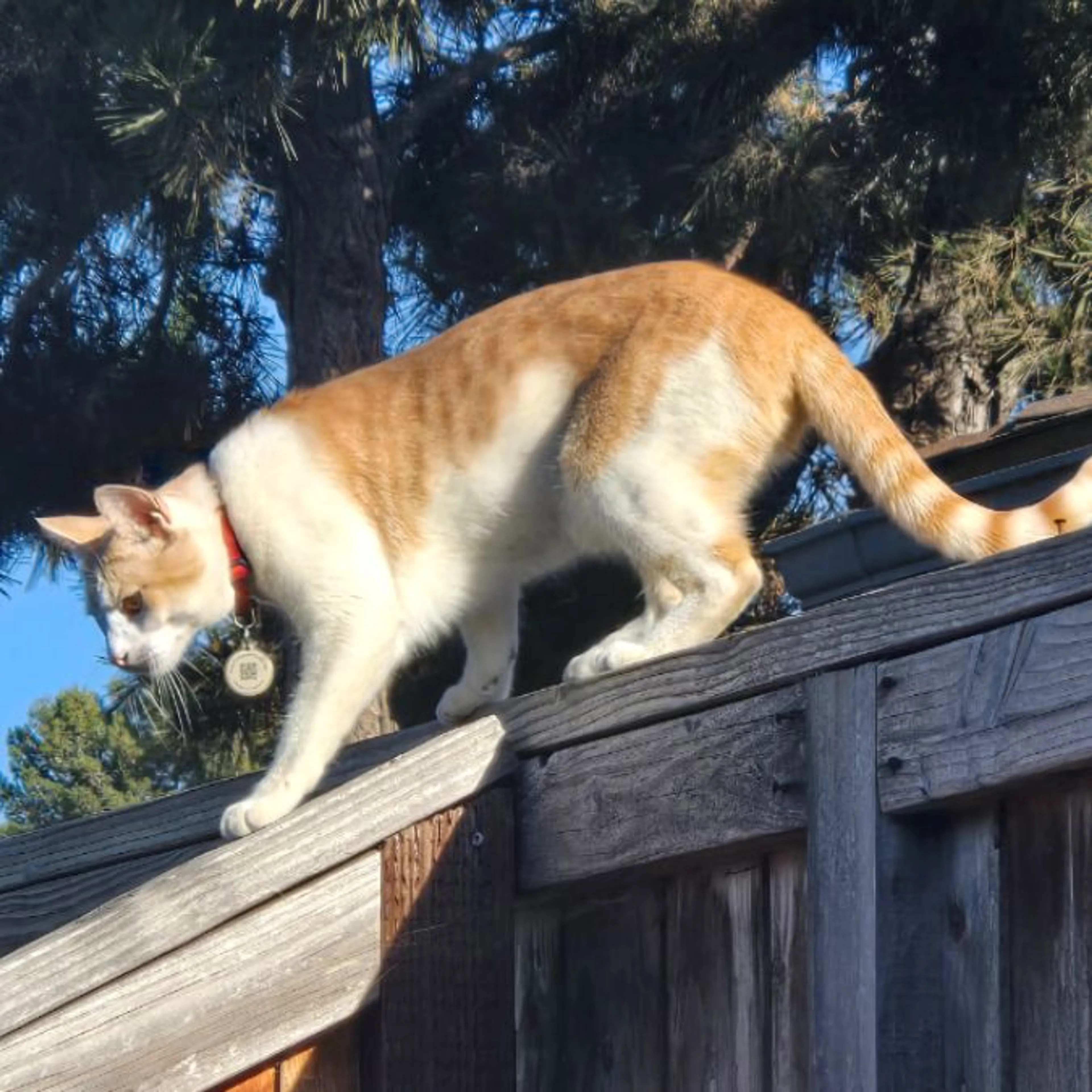 cdn image