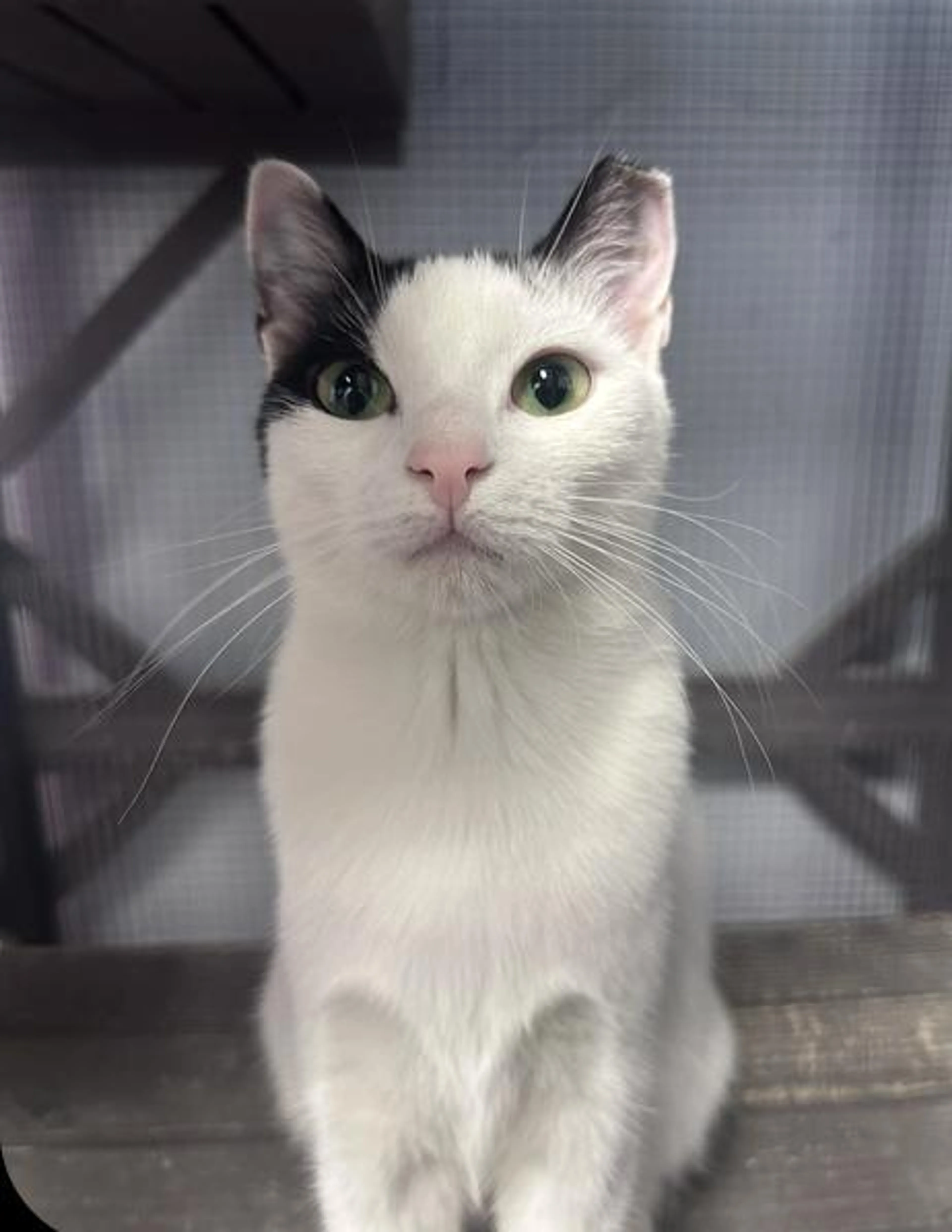 cdn image