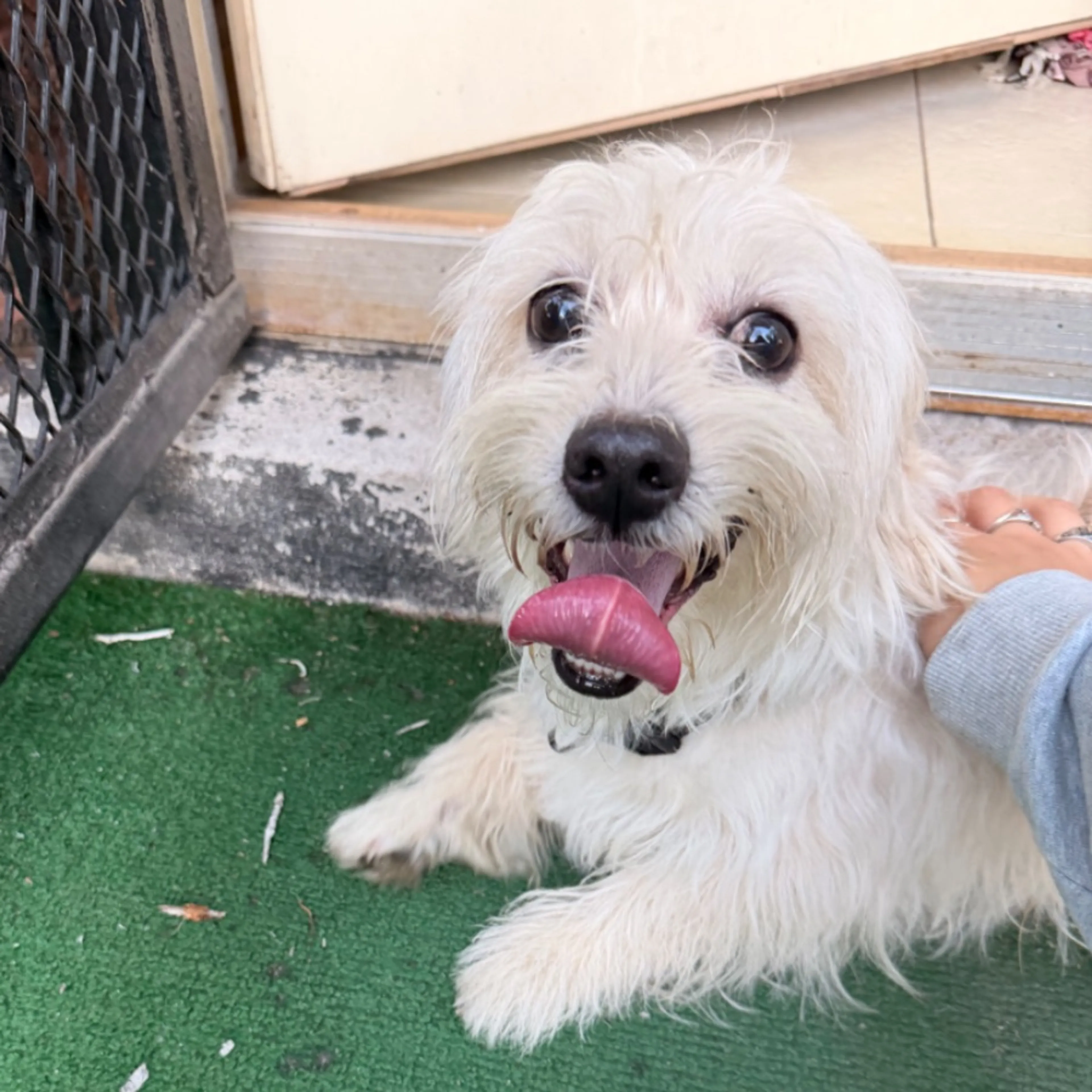 cdn image