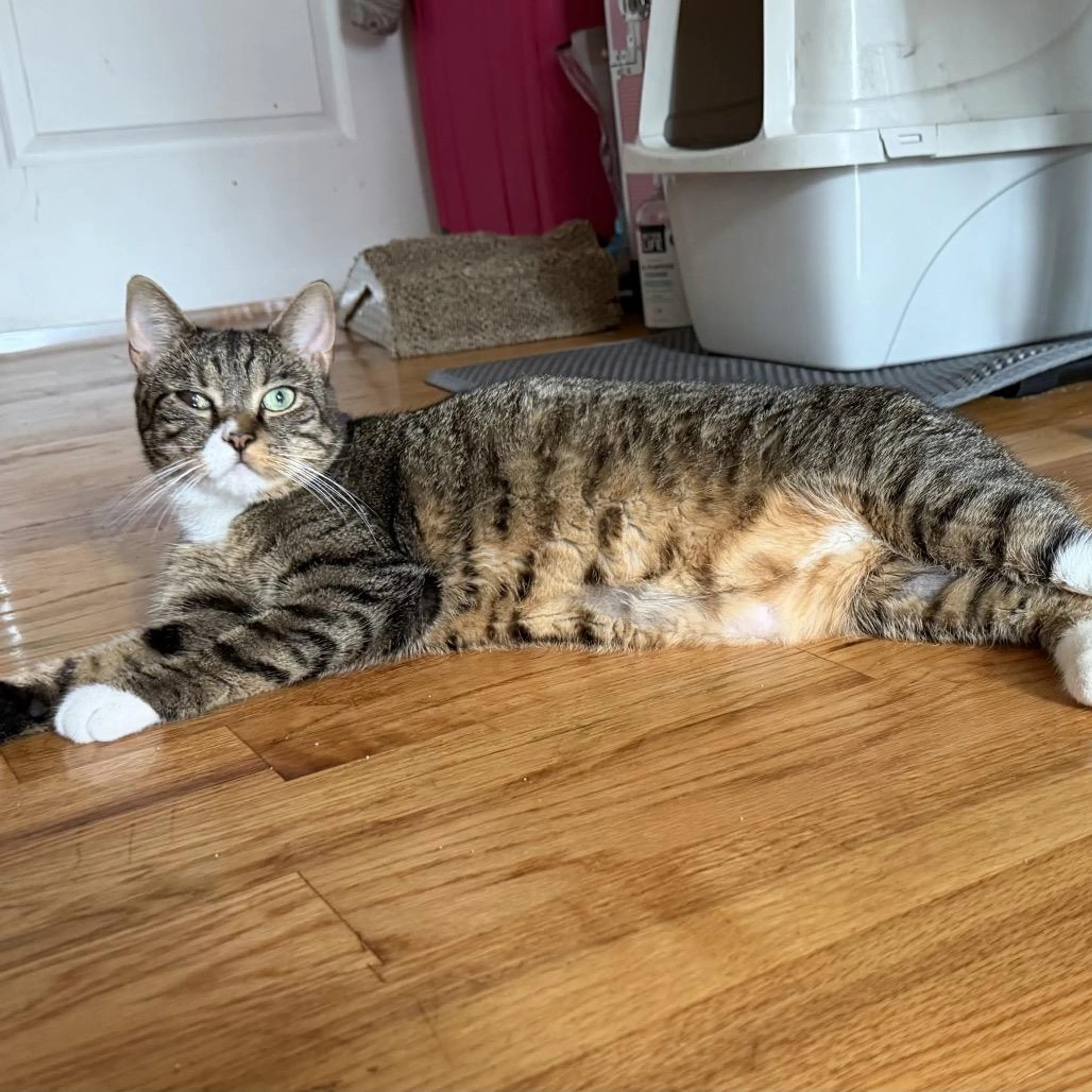 cdn image