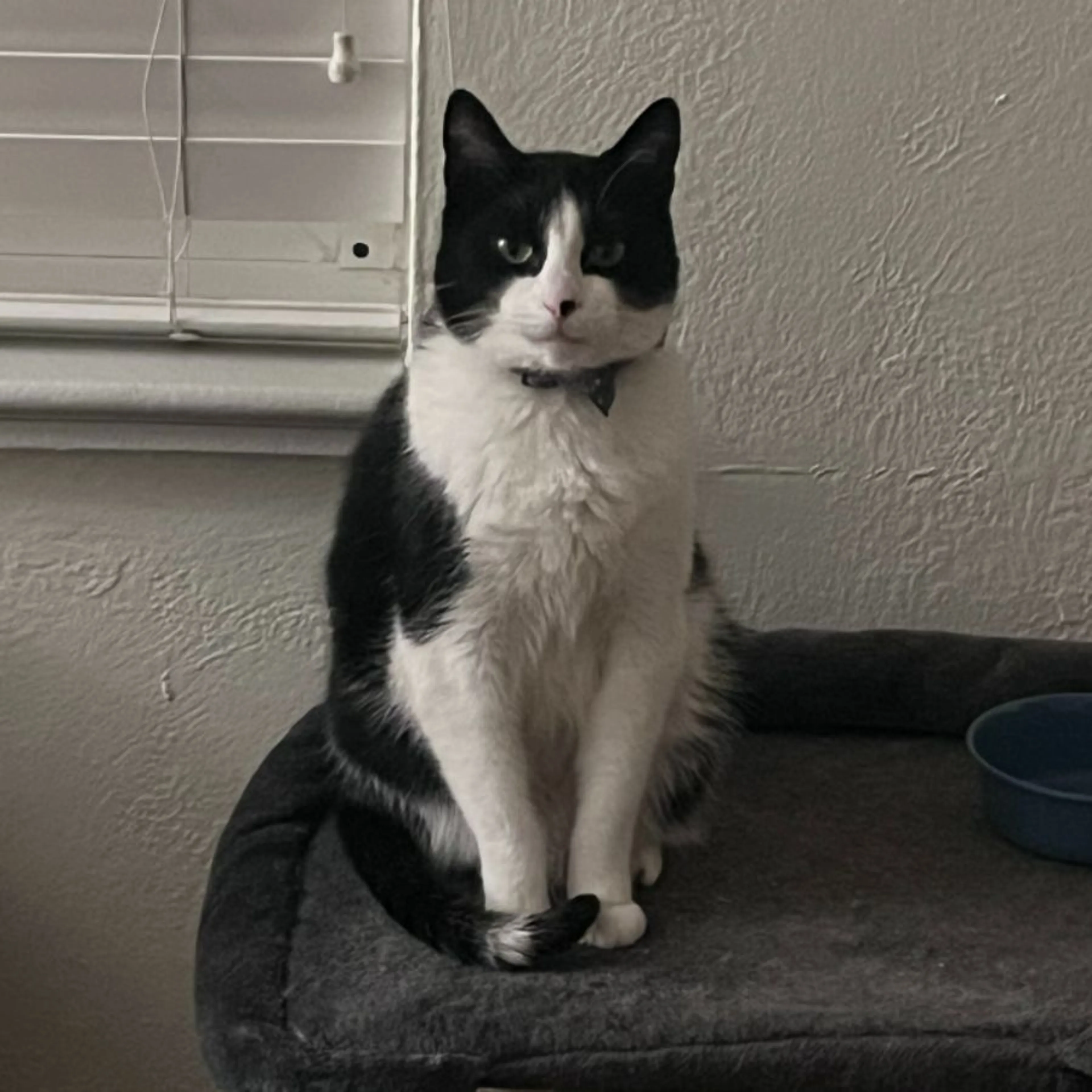 cdn image