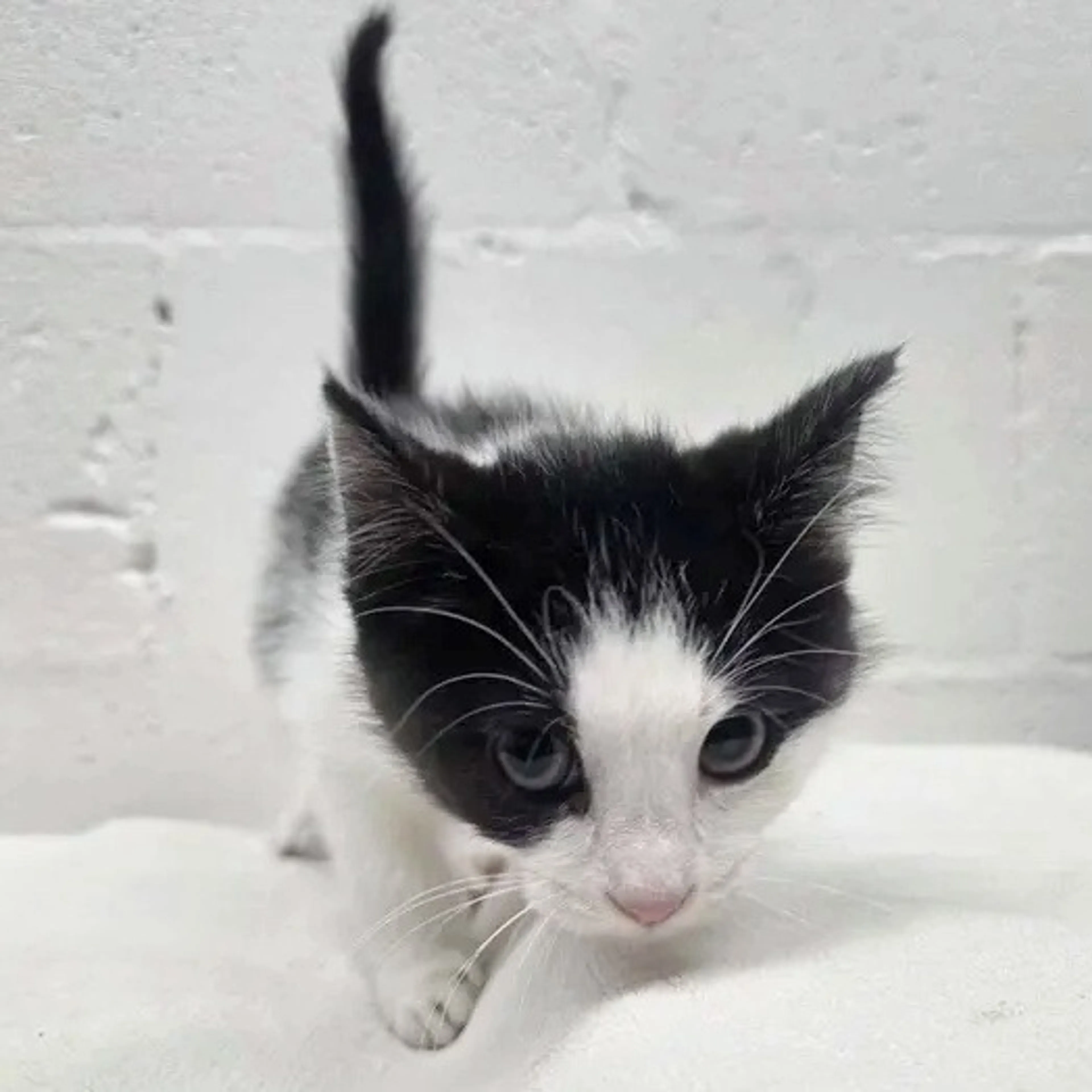 cdn image