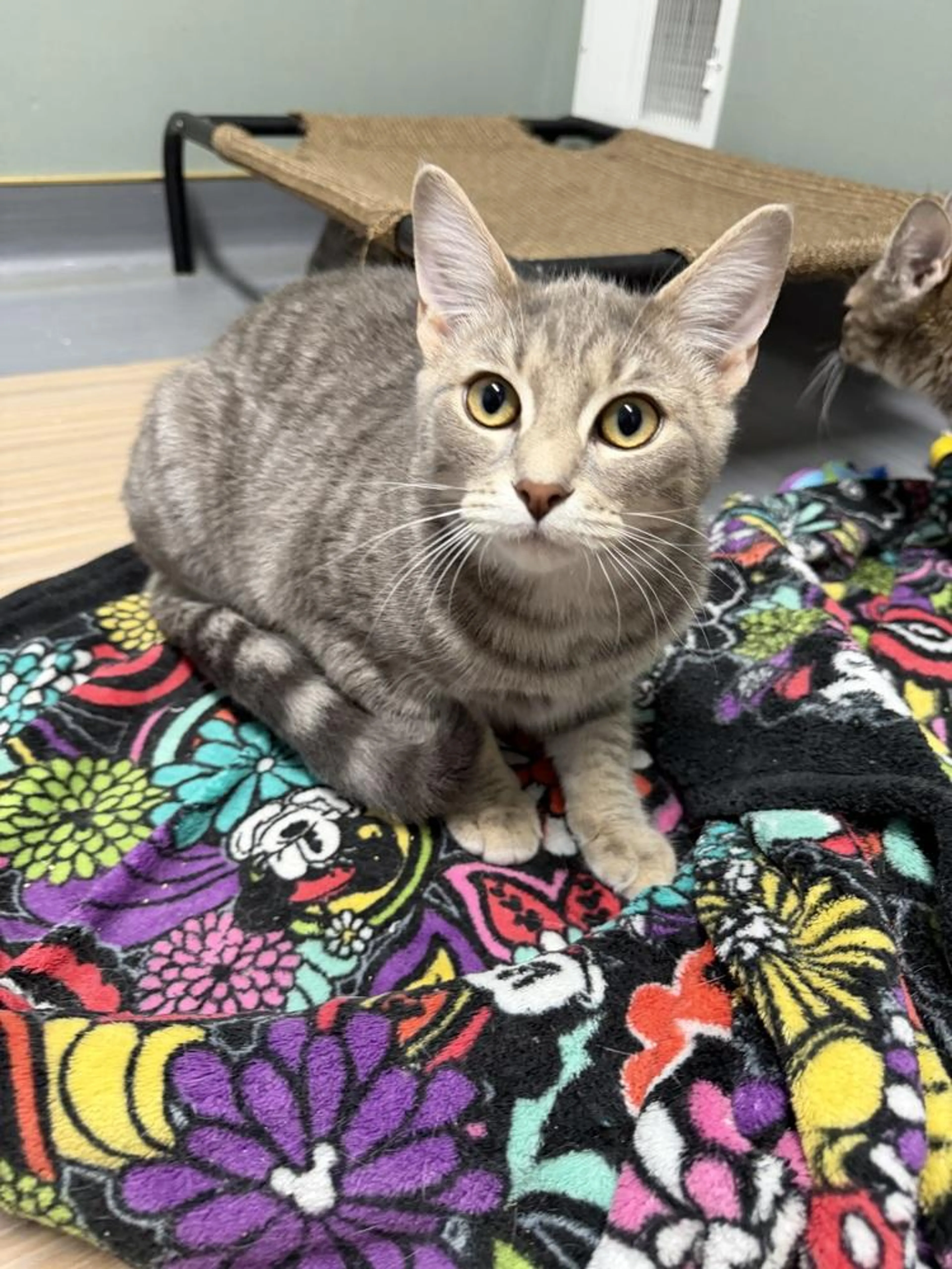 cdn image