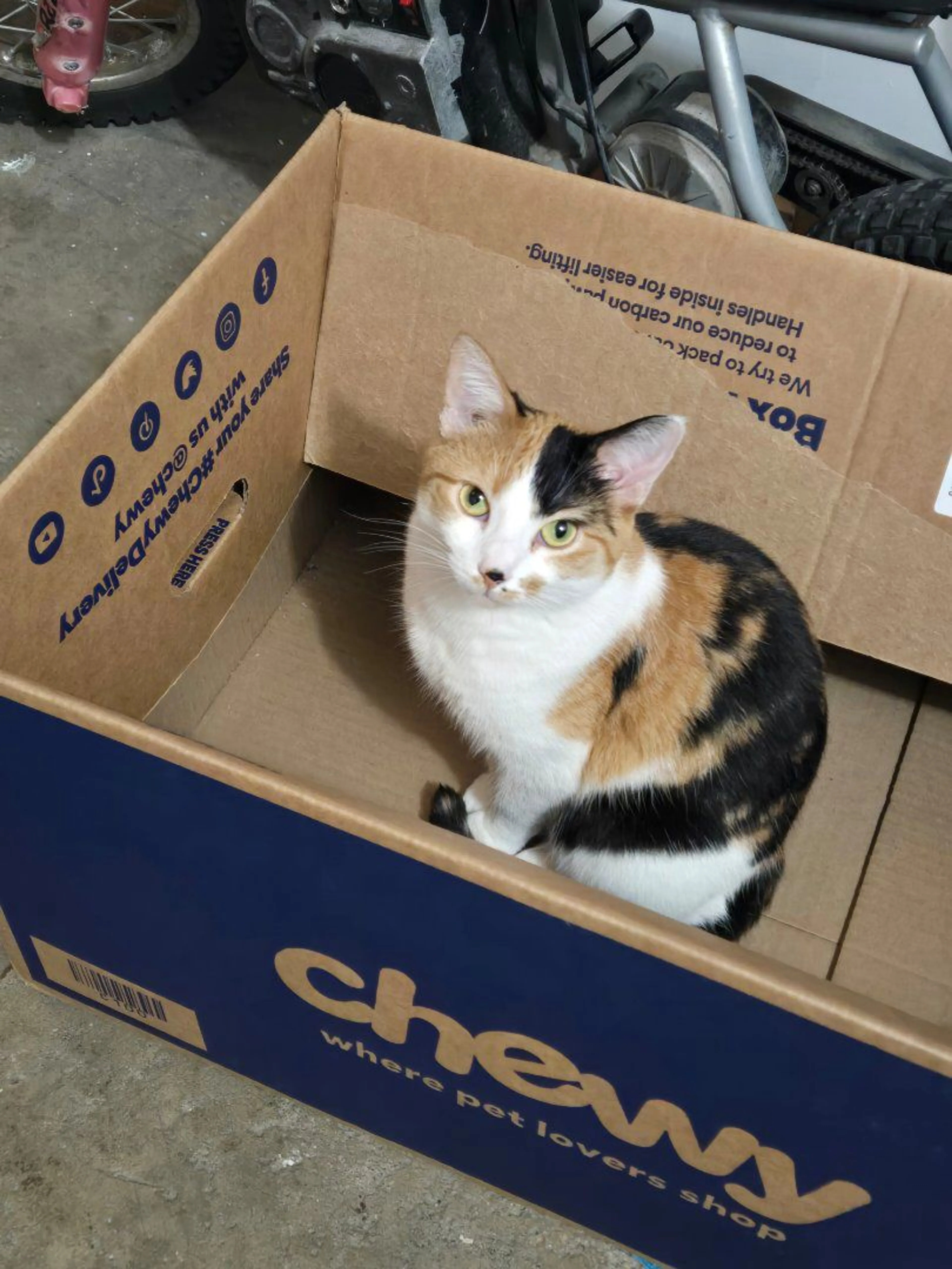 cdn image