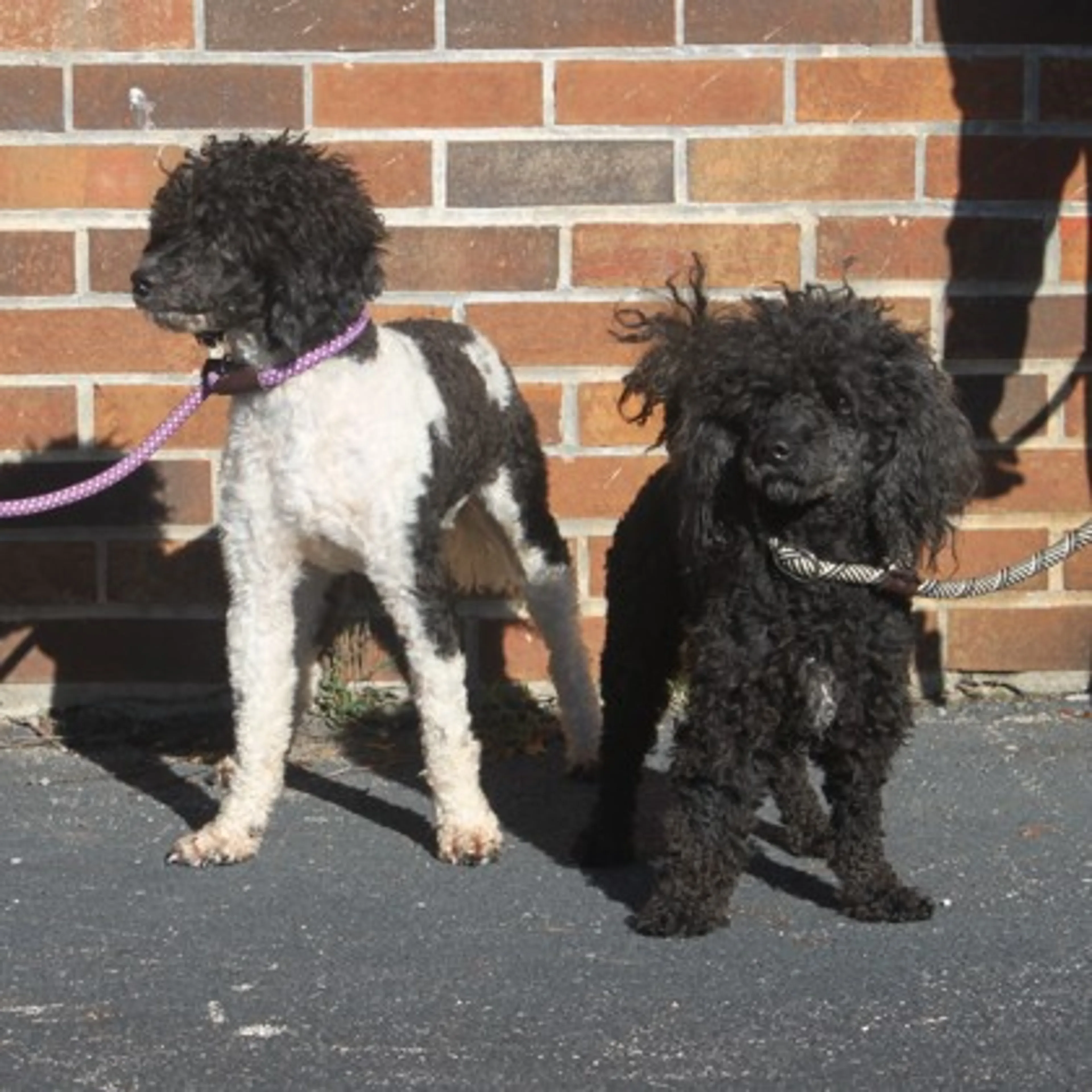 cdn image
