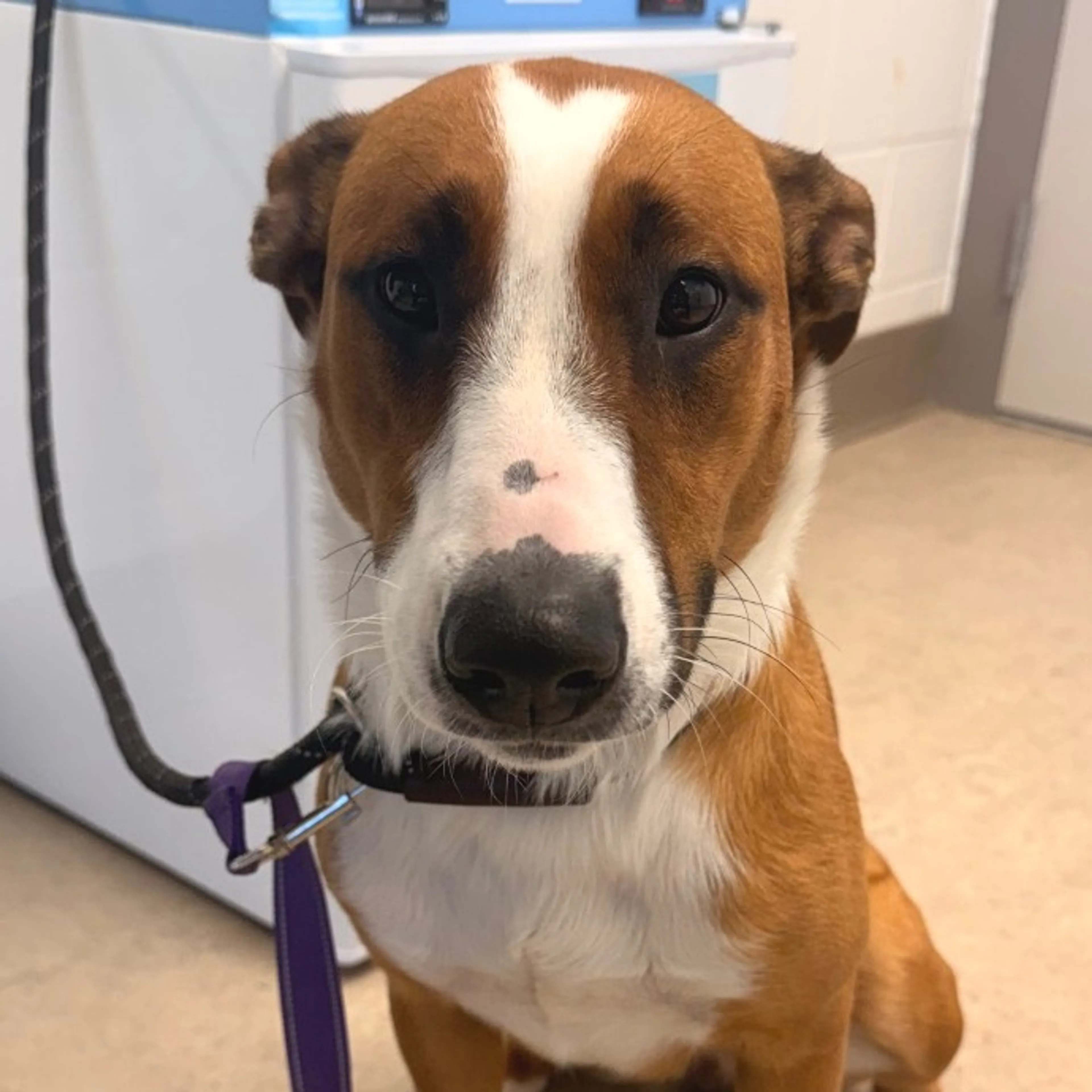cdn image