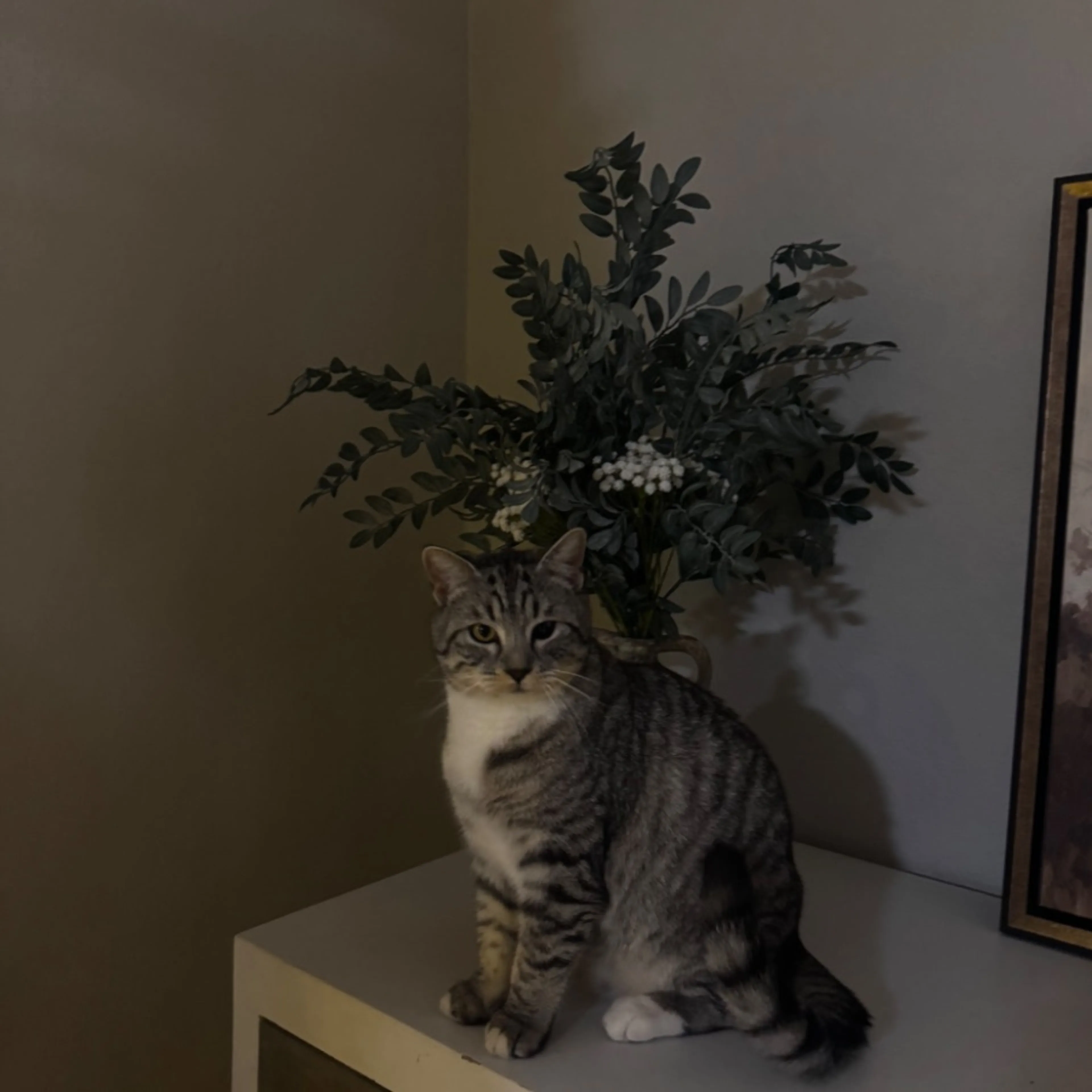 cdn image