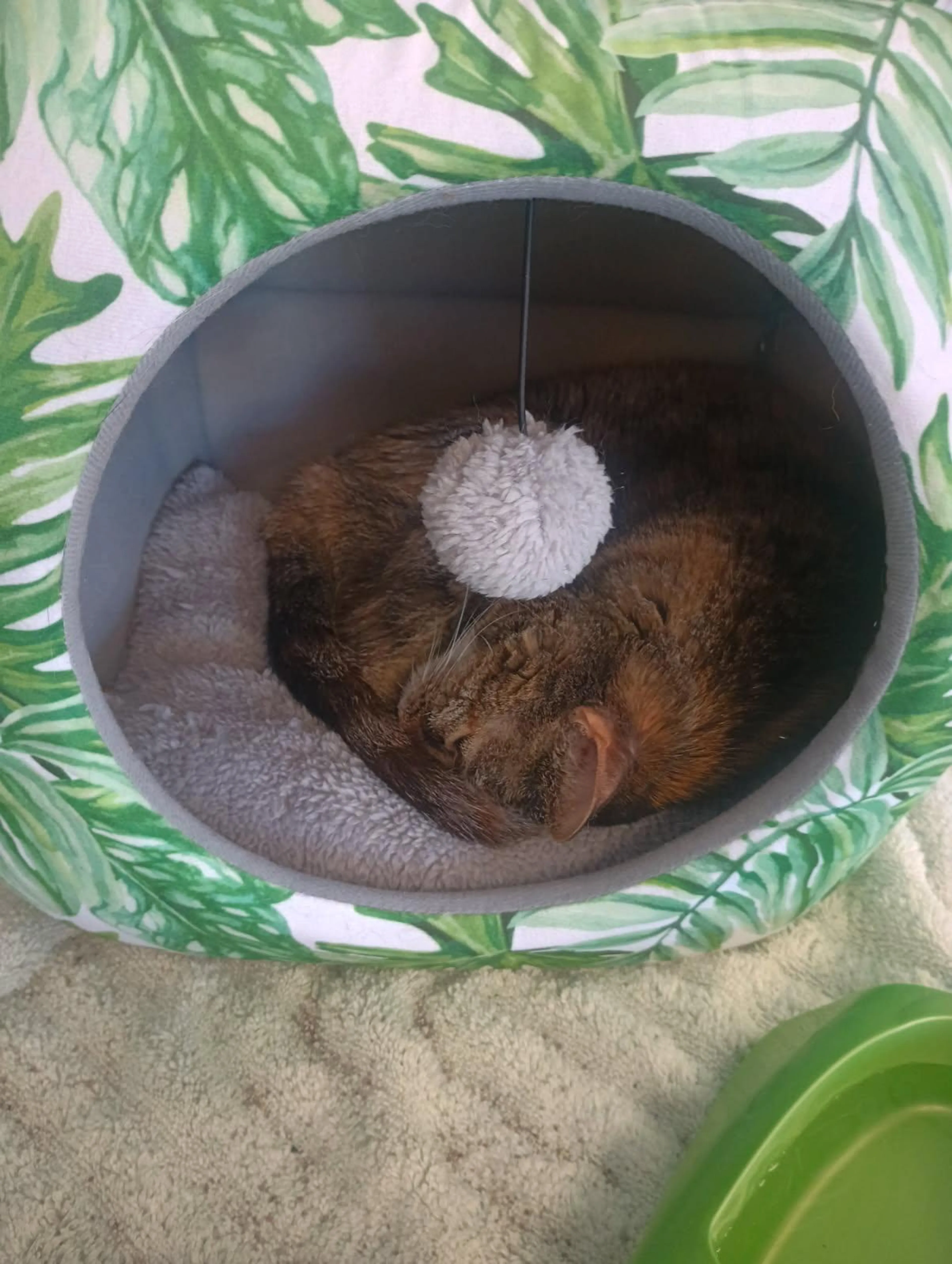 cdn image