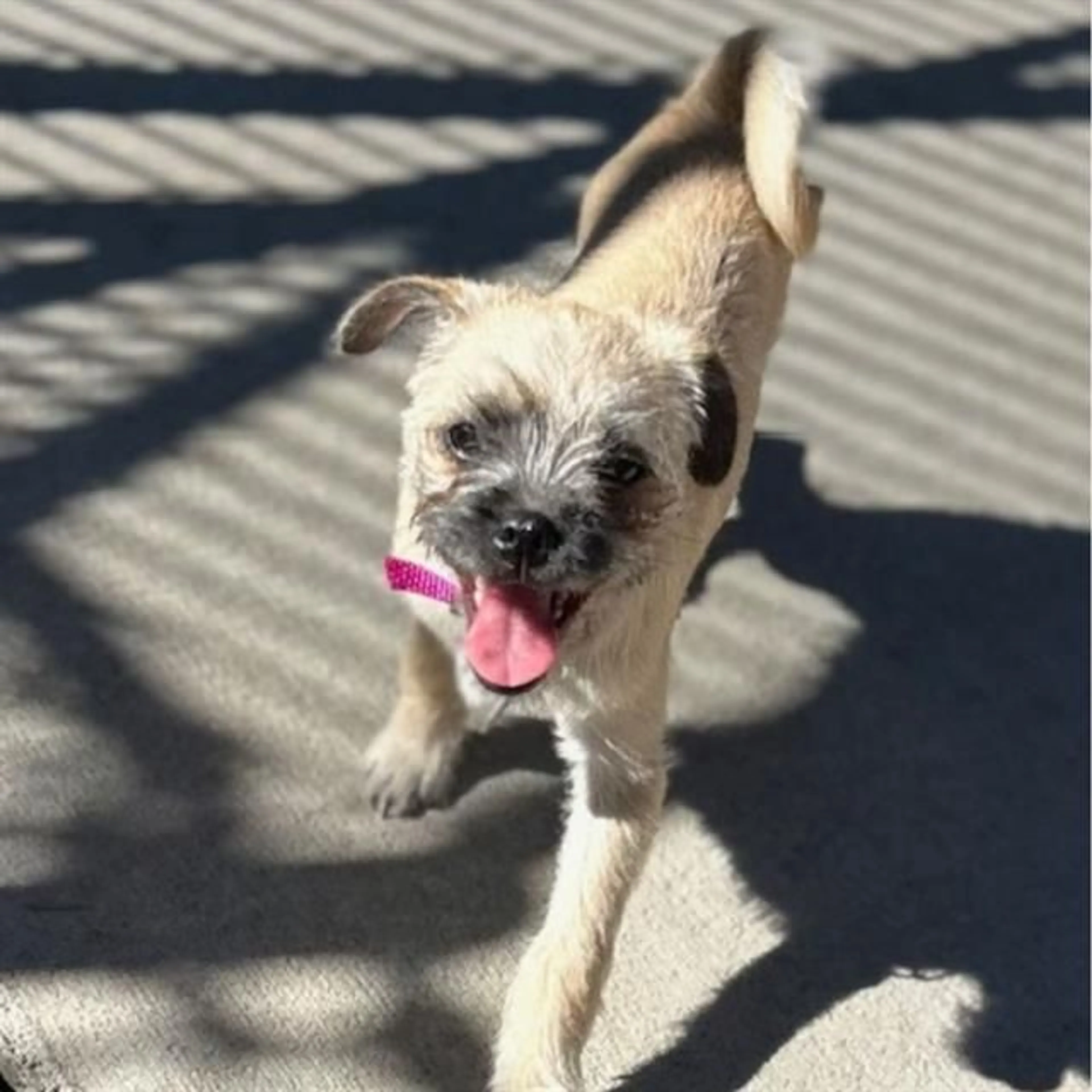 cdn image