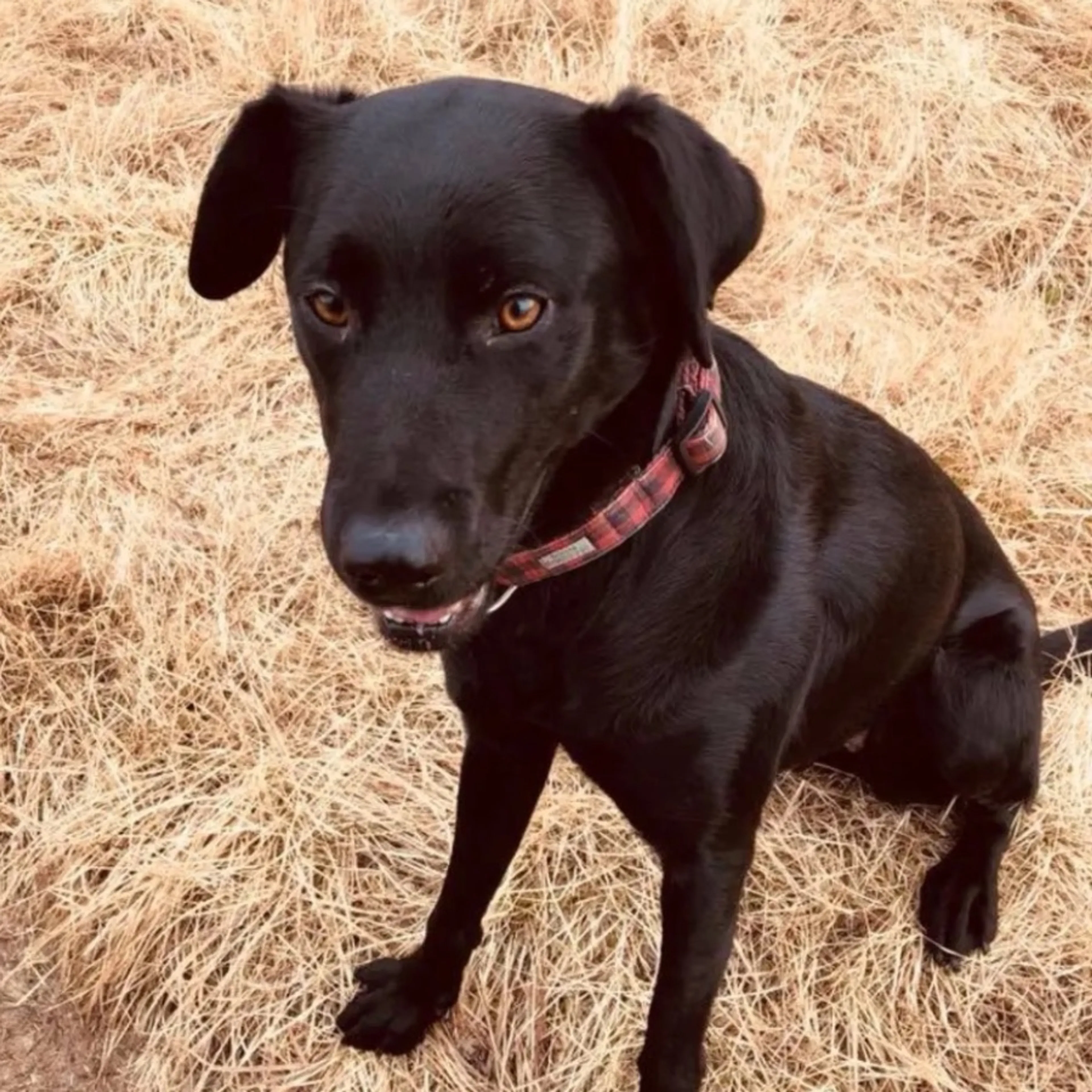 cdn image