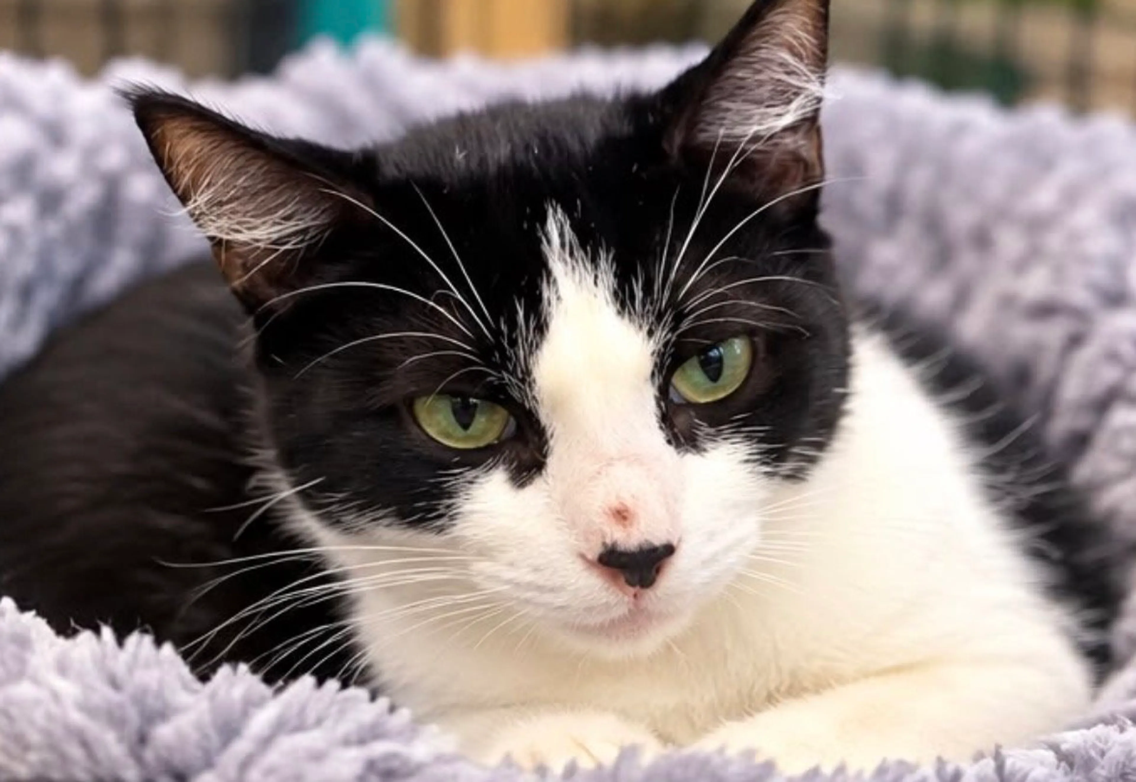 cdn image