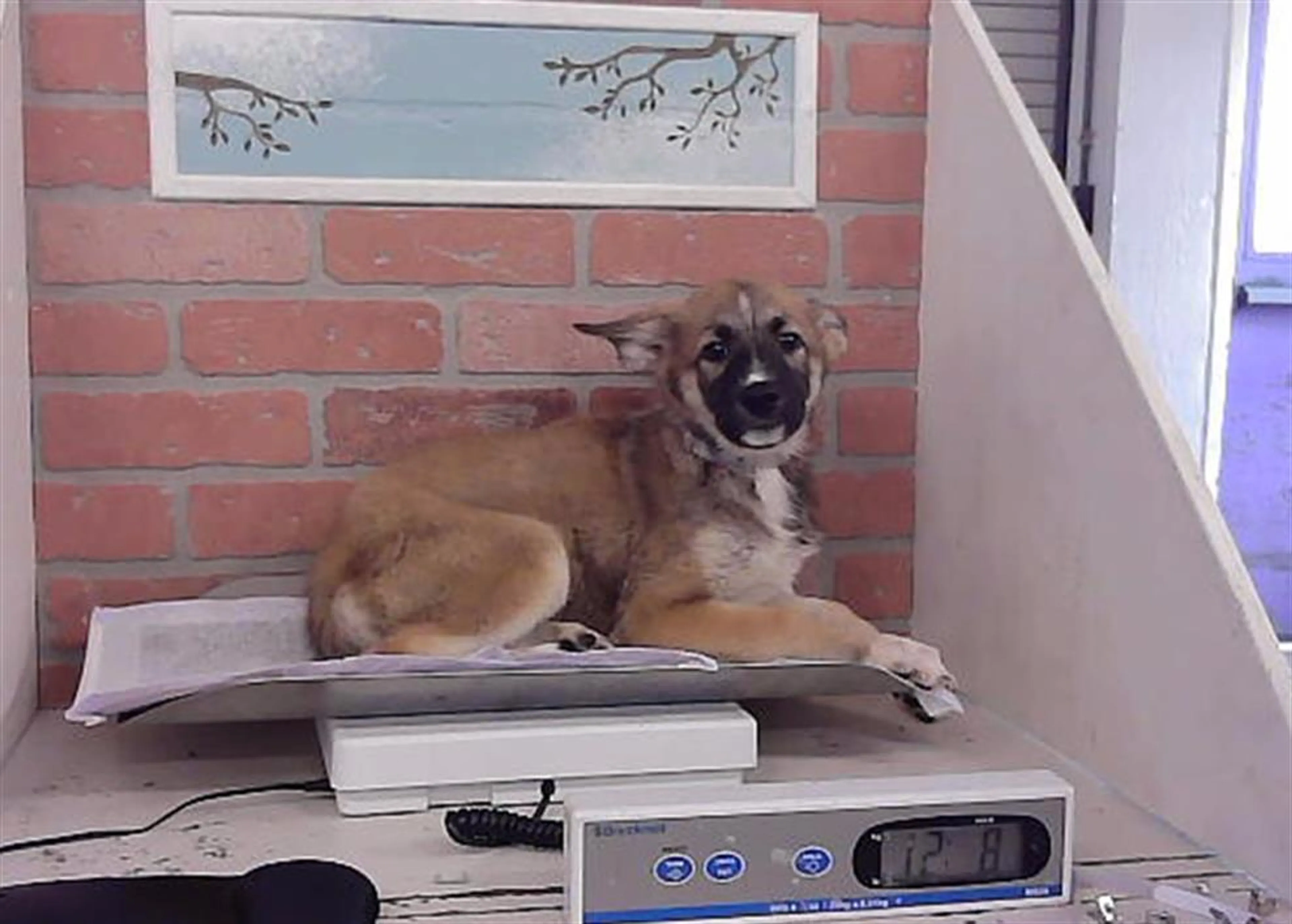 cdn image