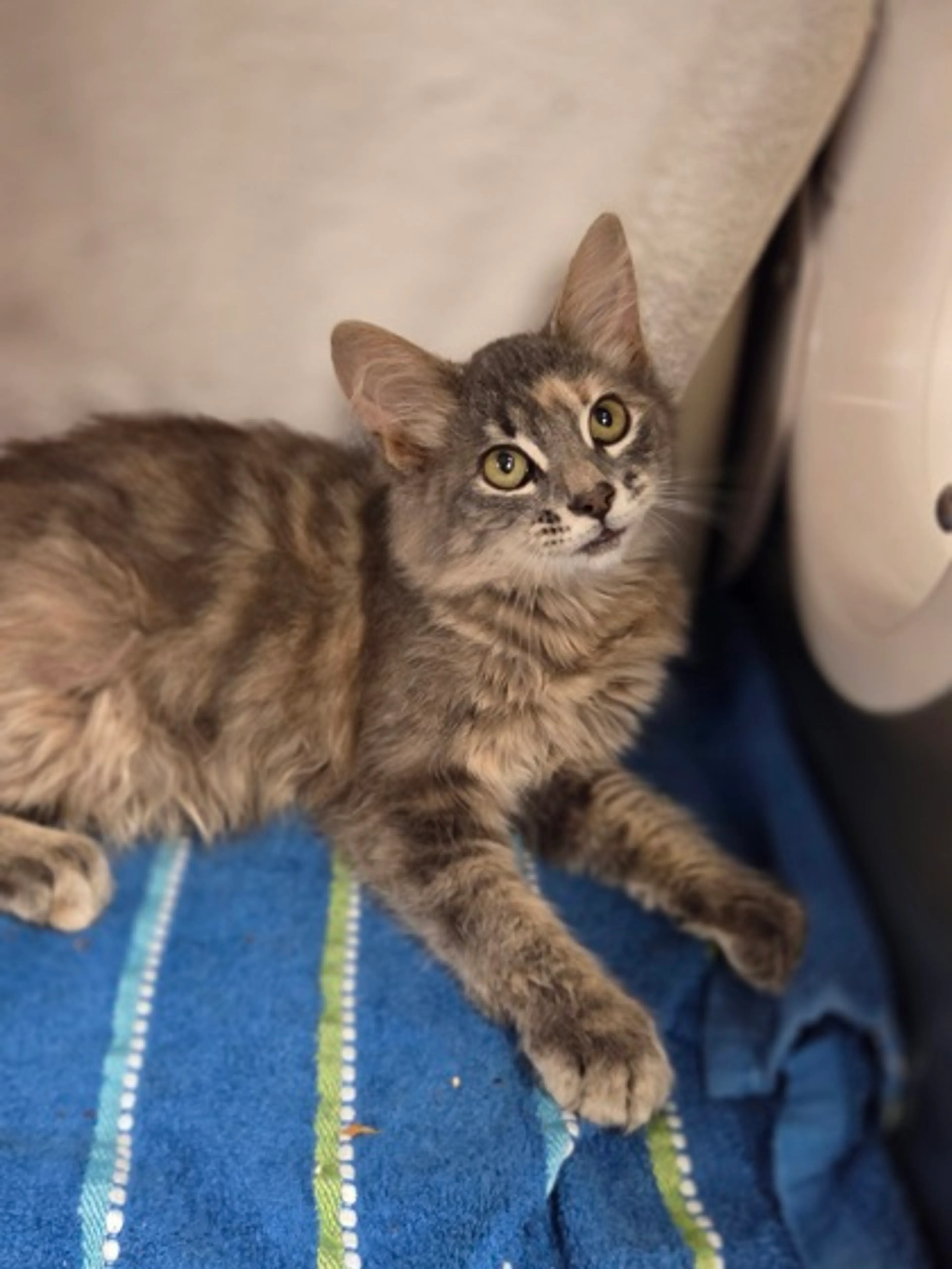 cdn image