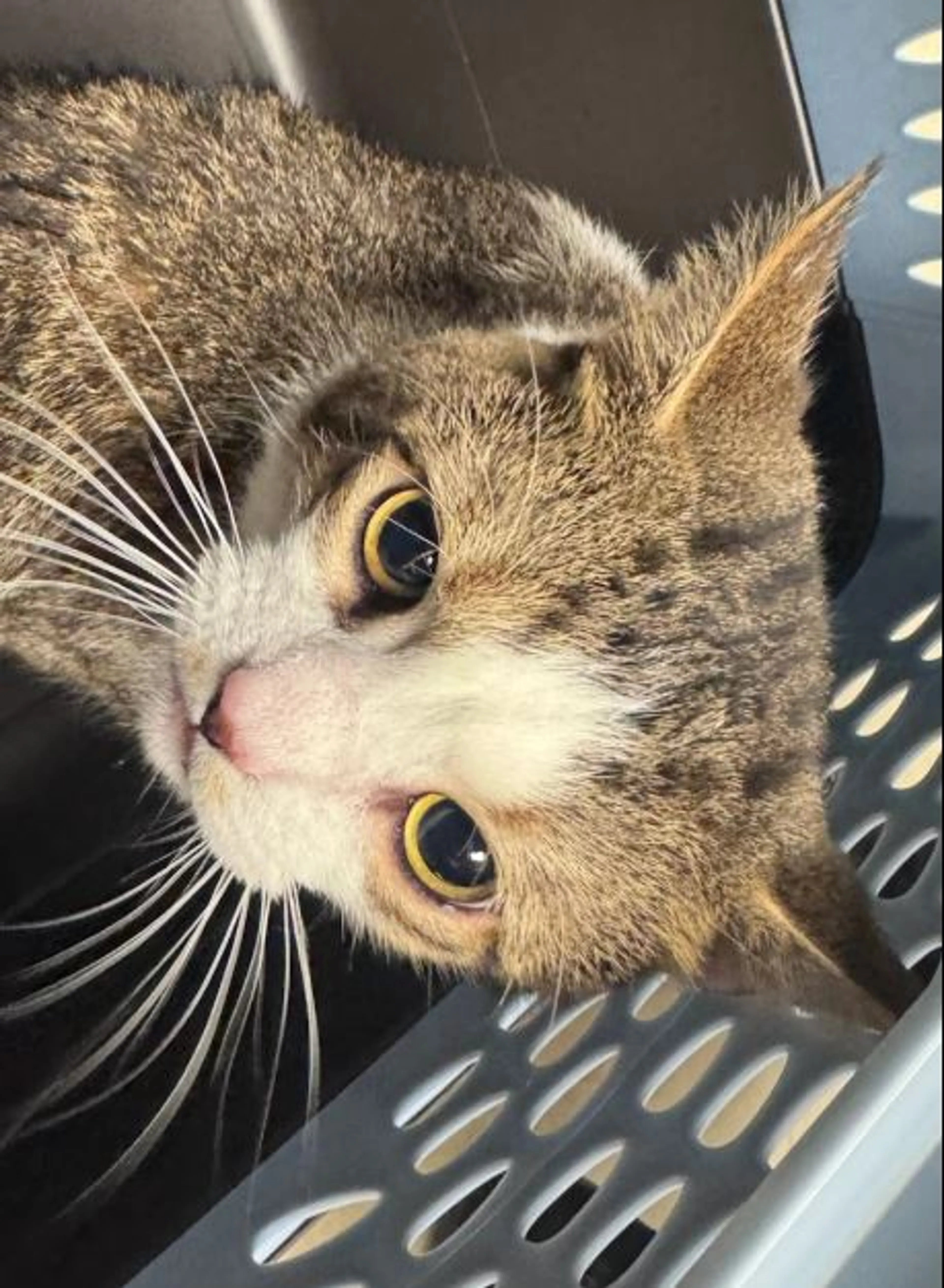 cdn image