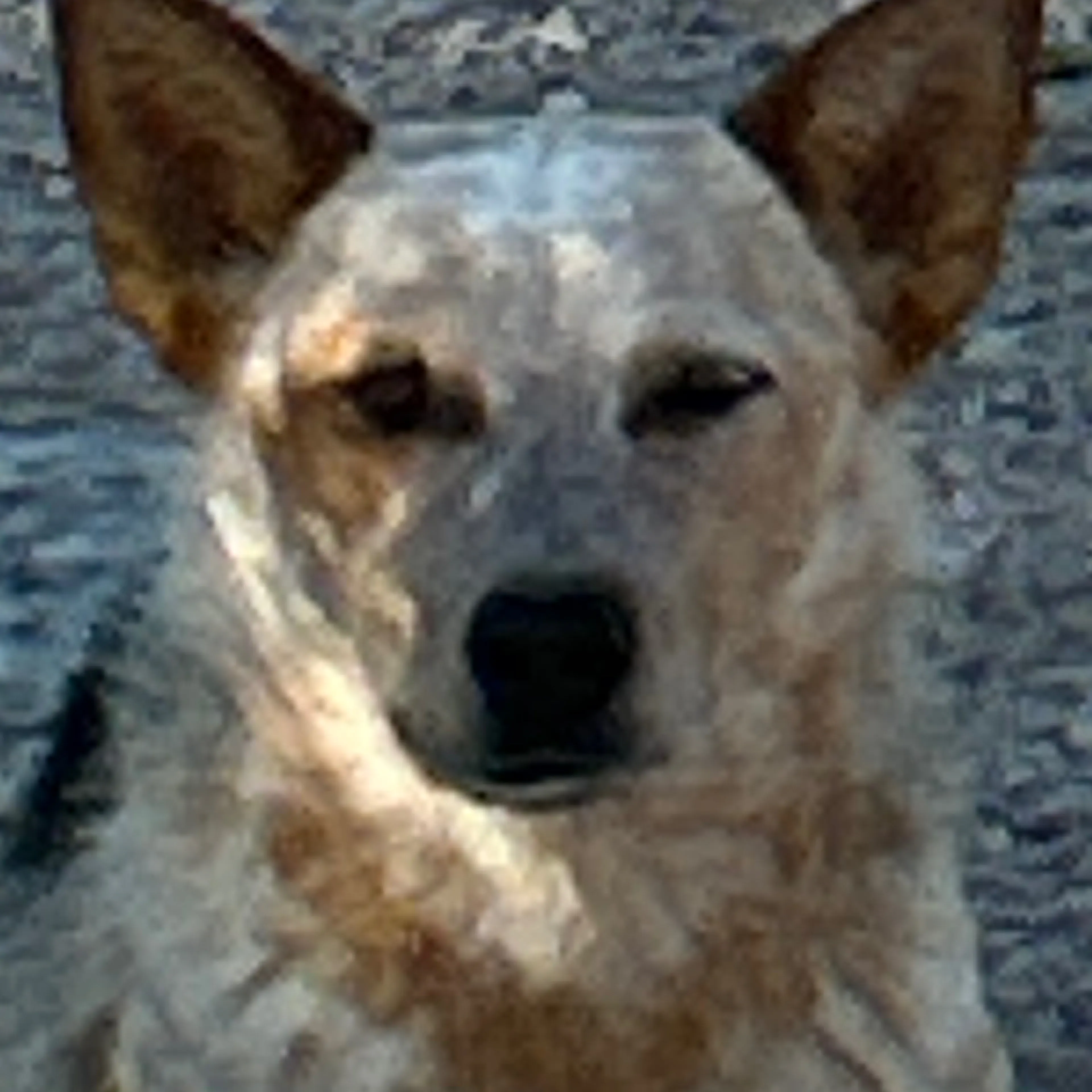cdn image