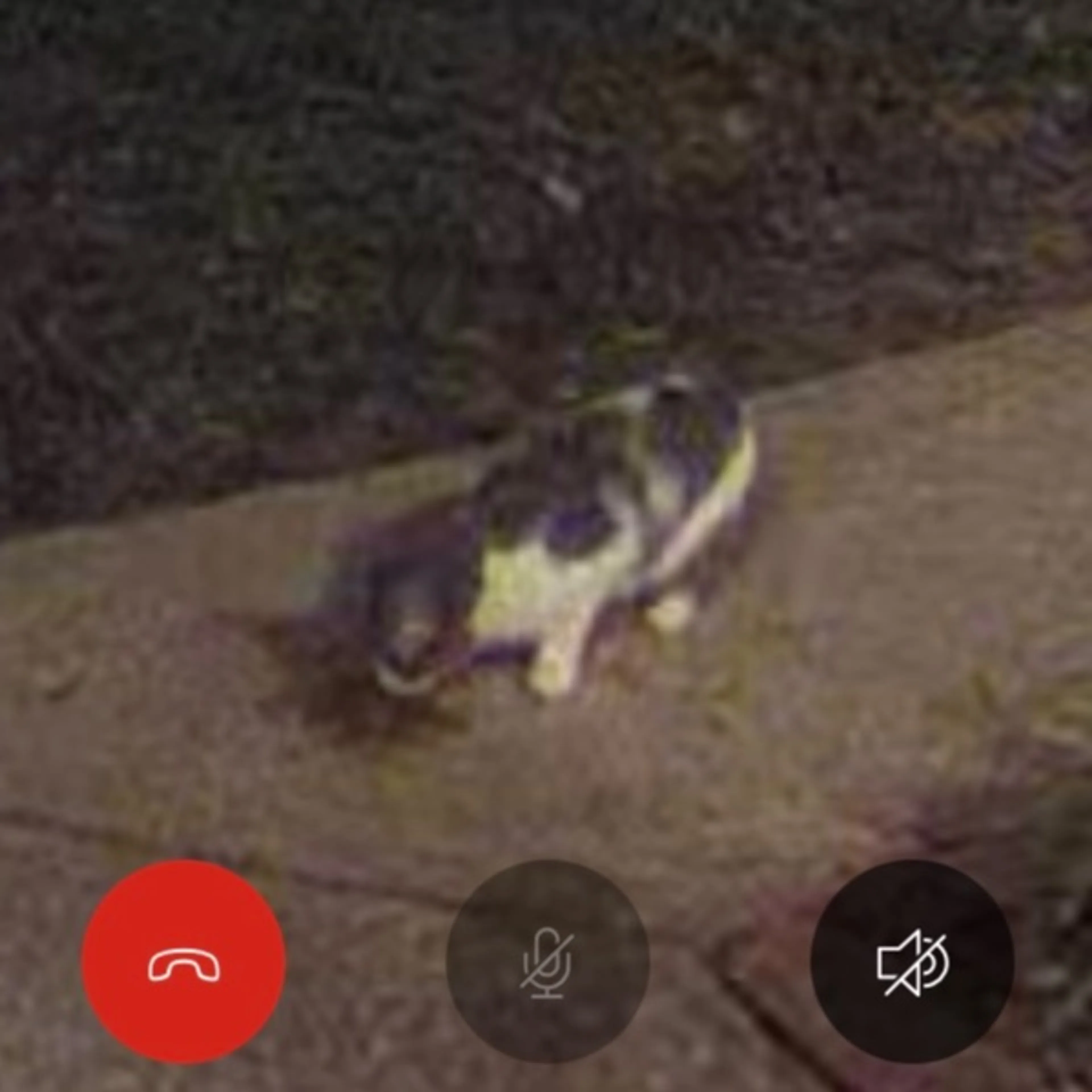 cdn image