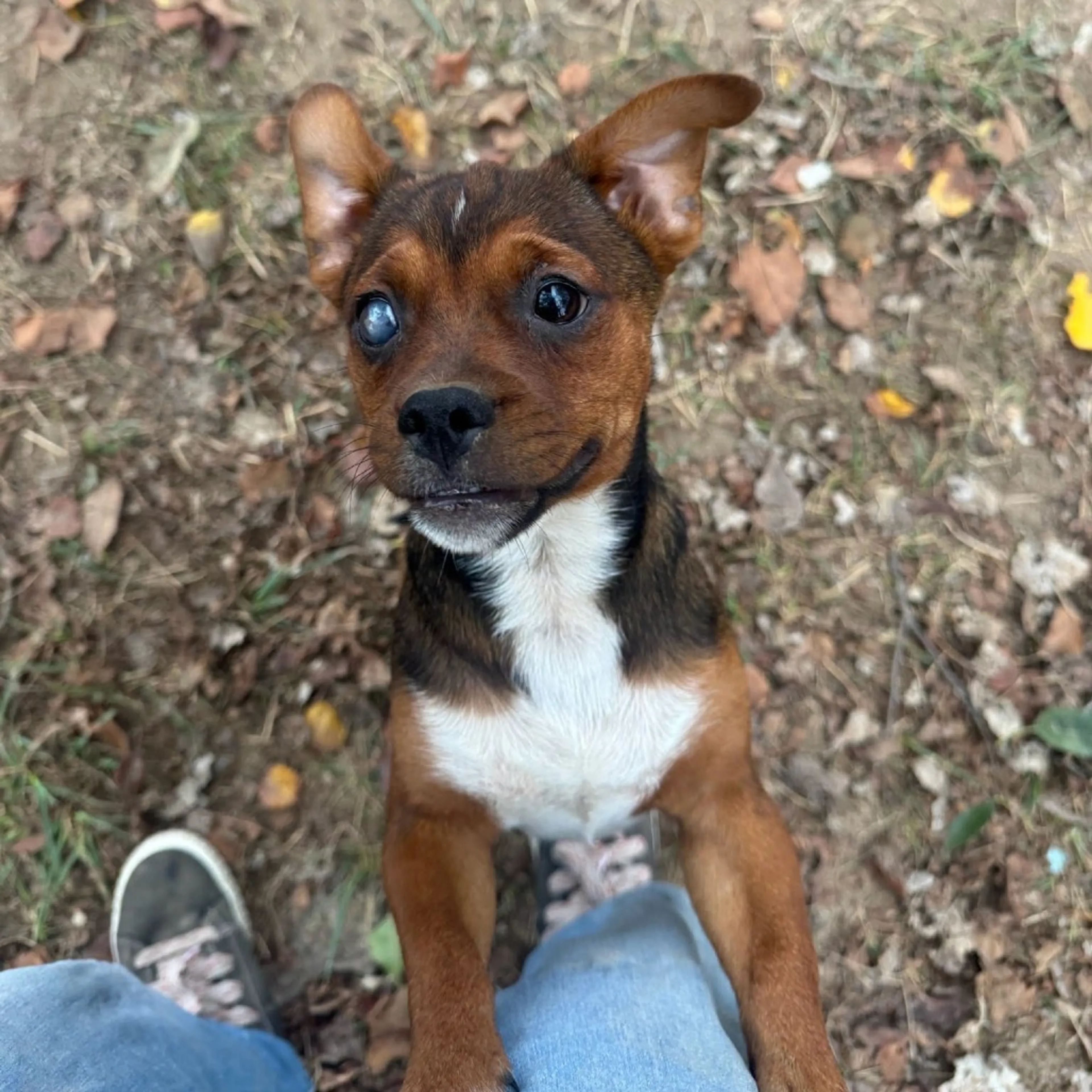 cdn image