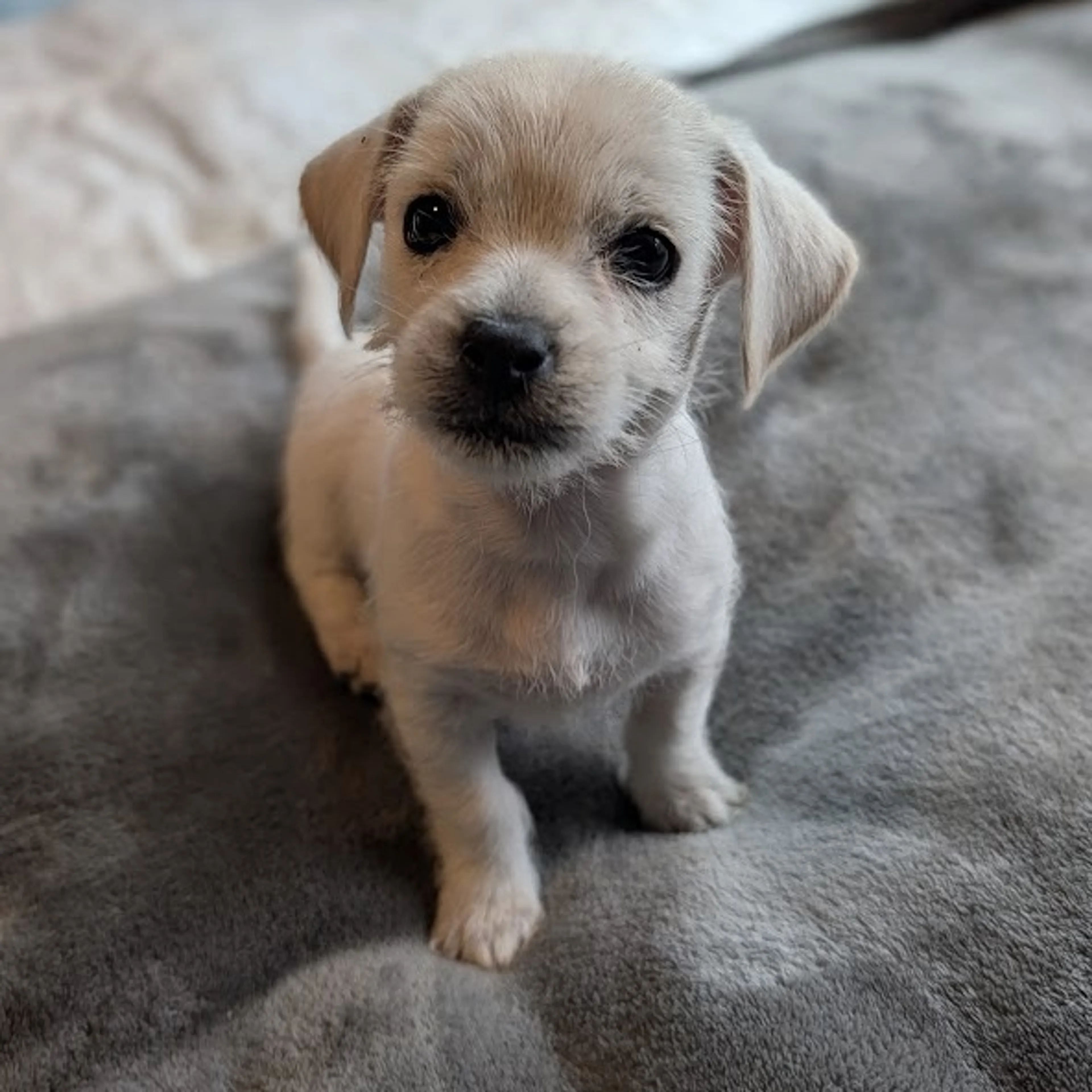 cdn image