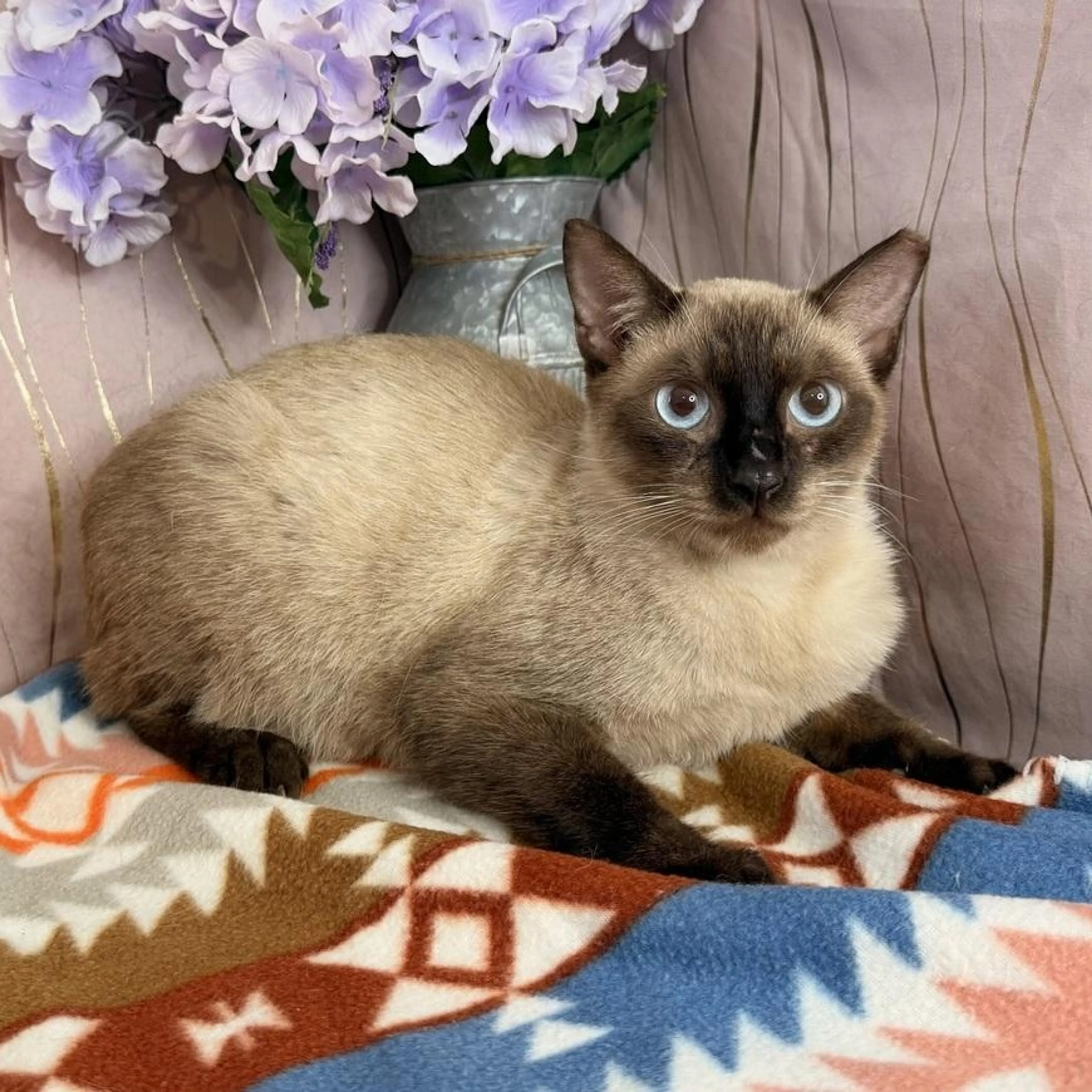 cdn image