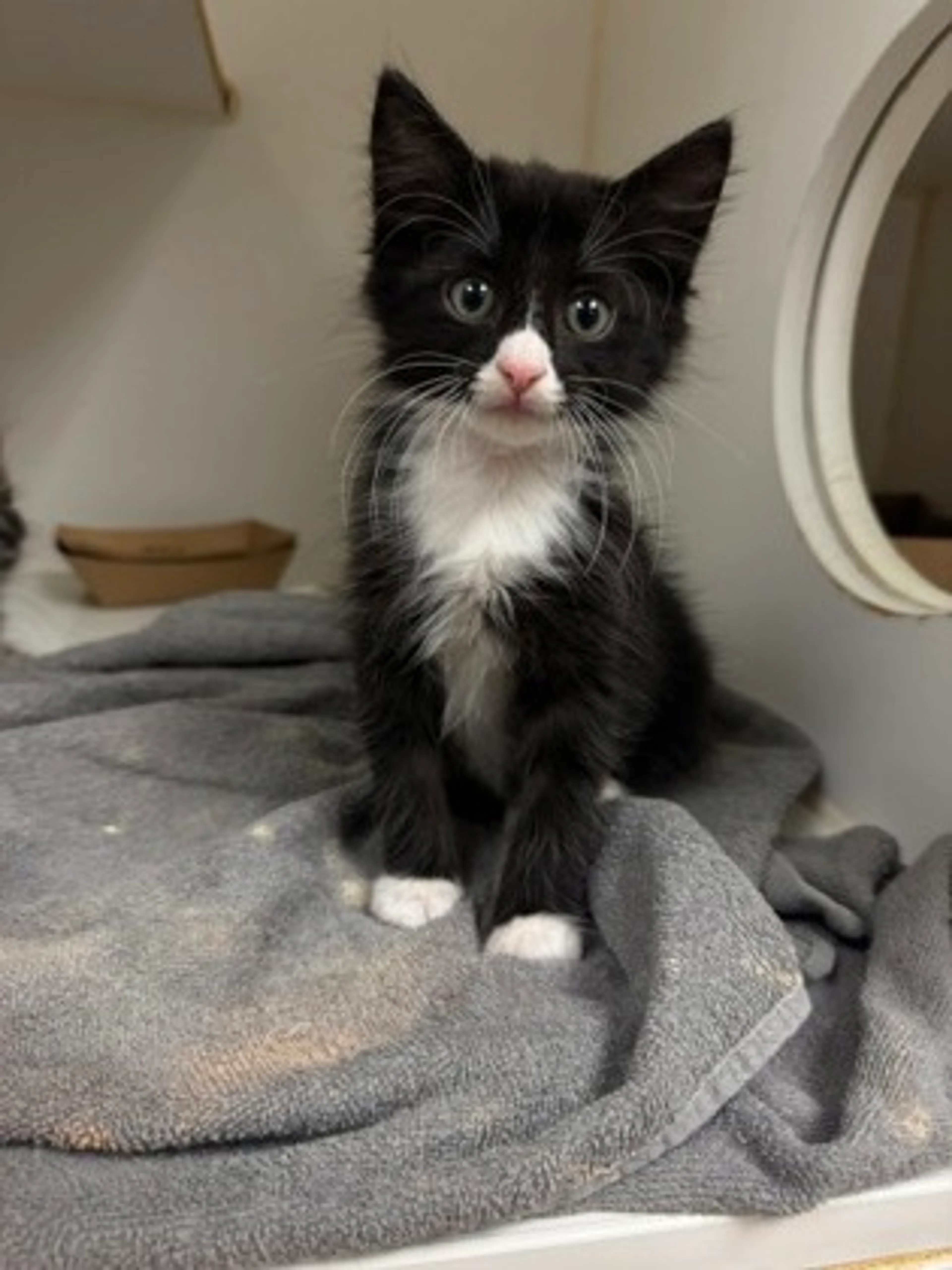 cdn image