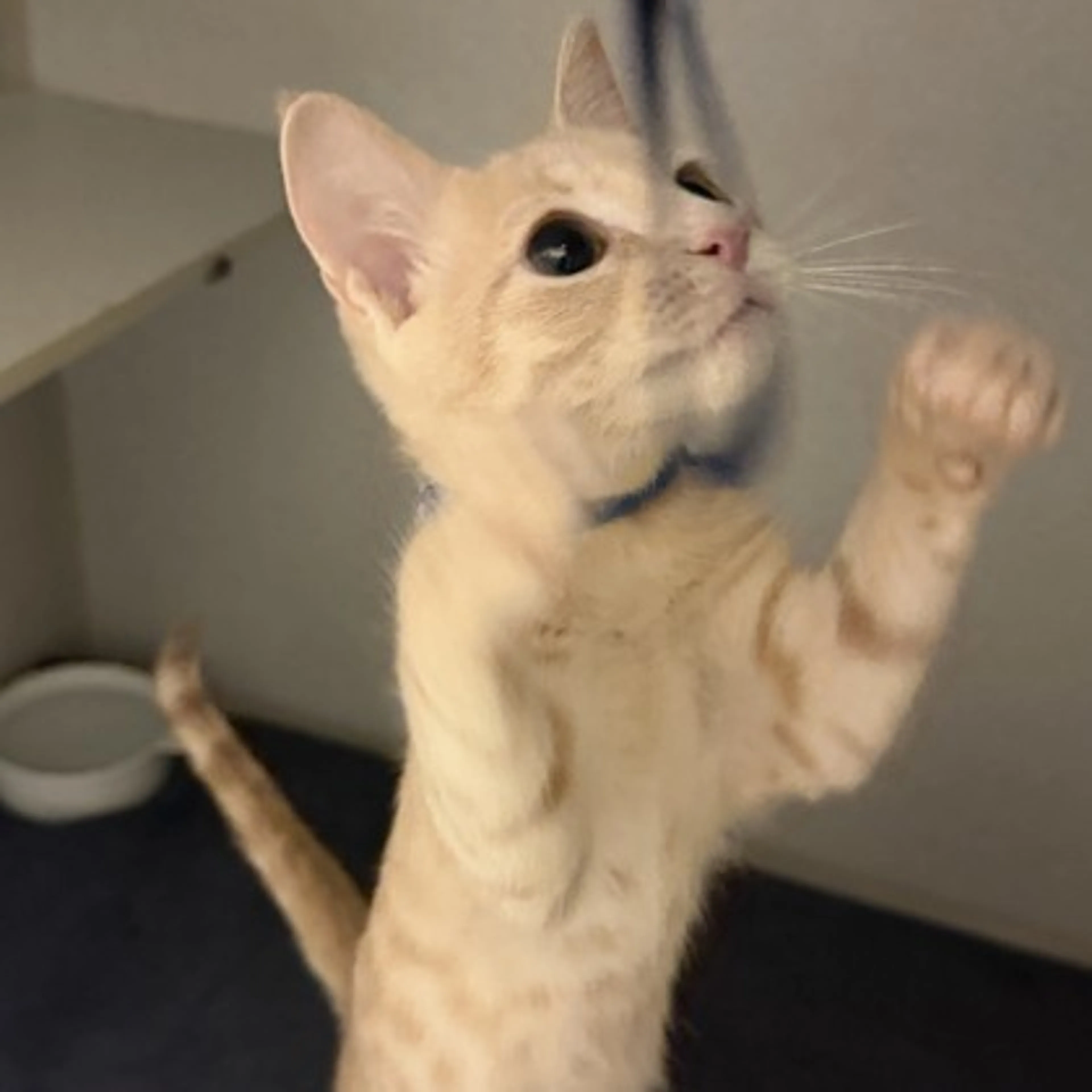 cdn image