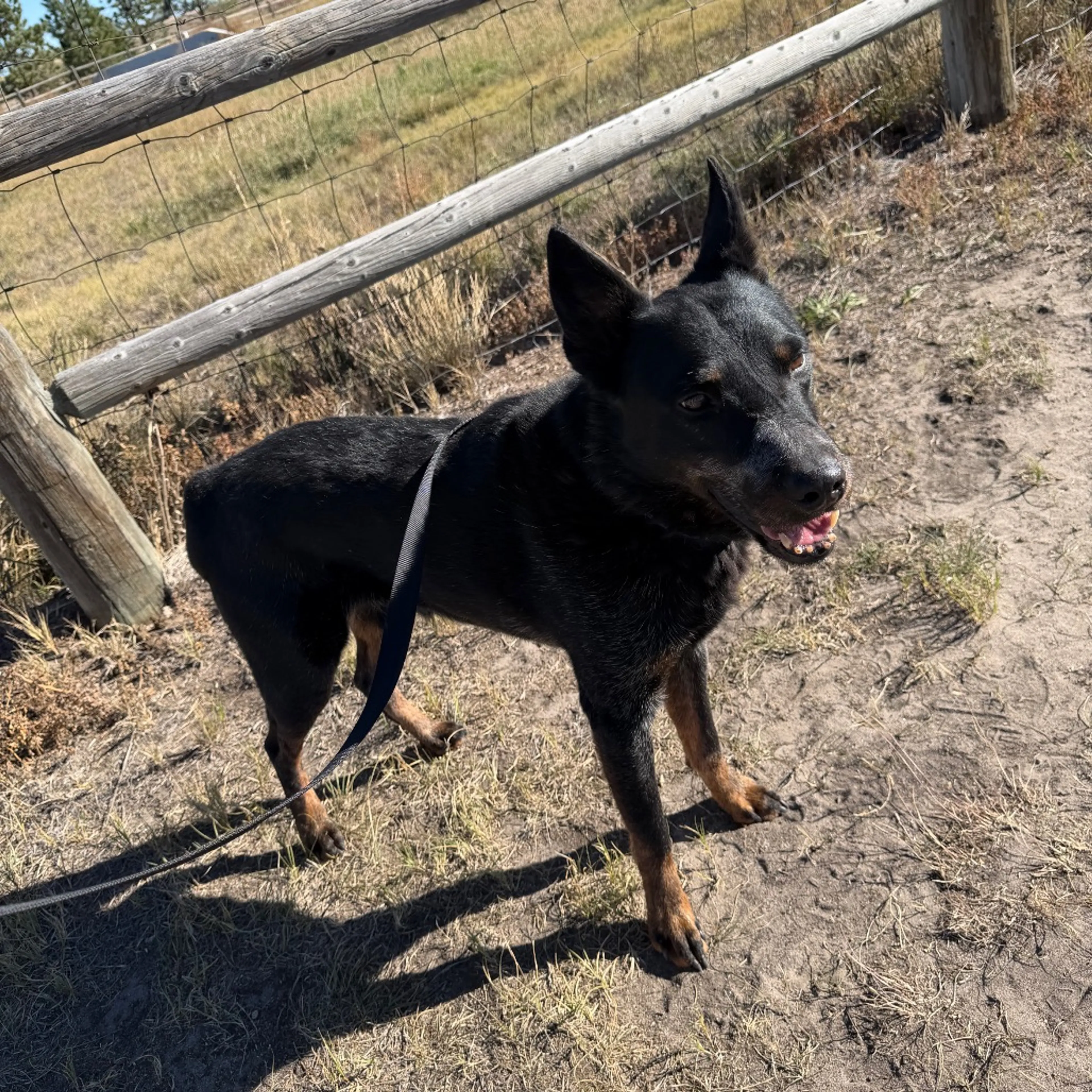 cdn image