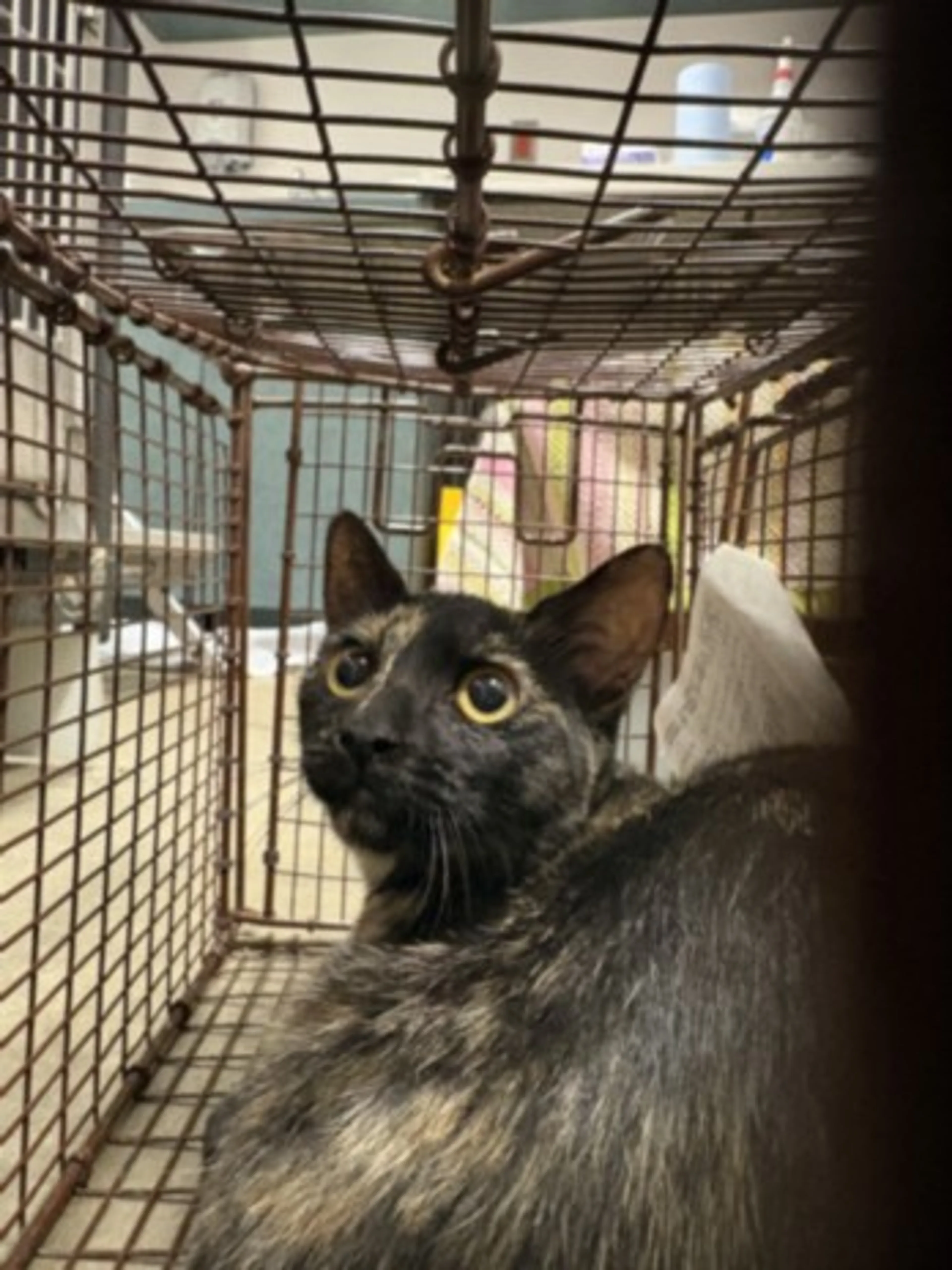 cdn image