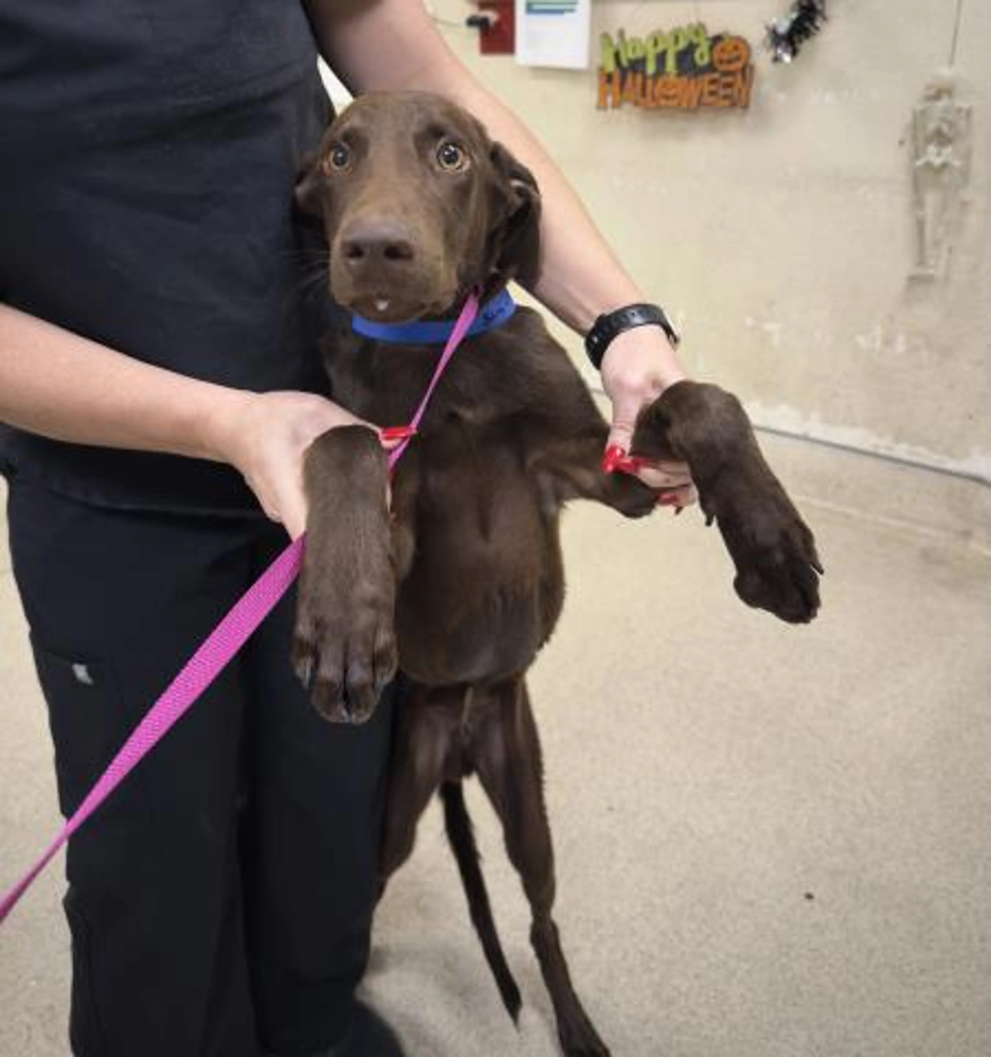 cdn image