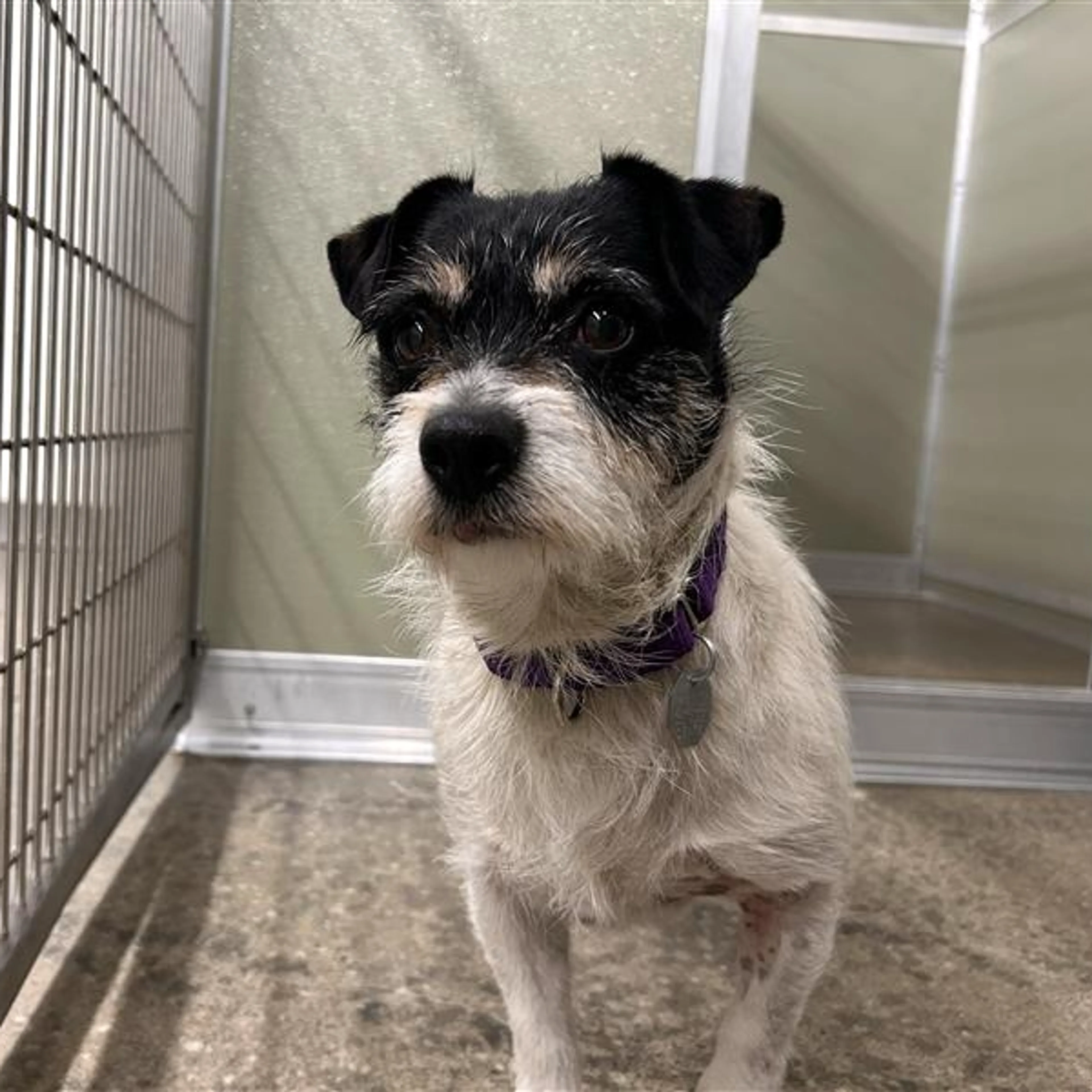 cdn image