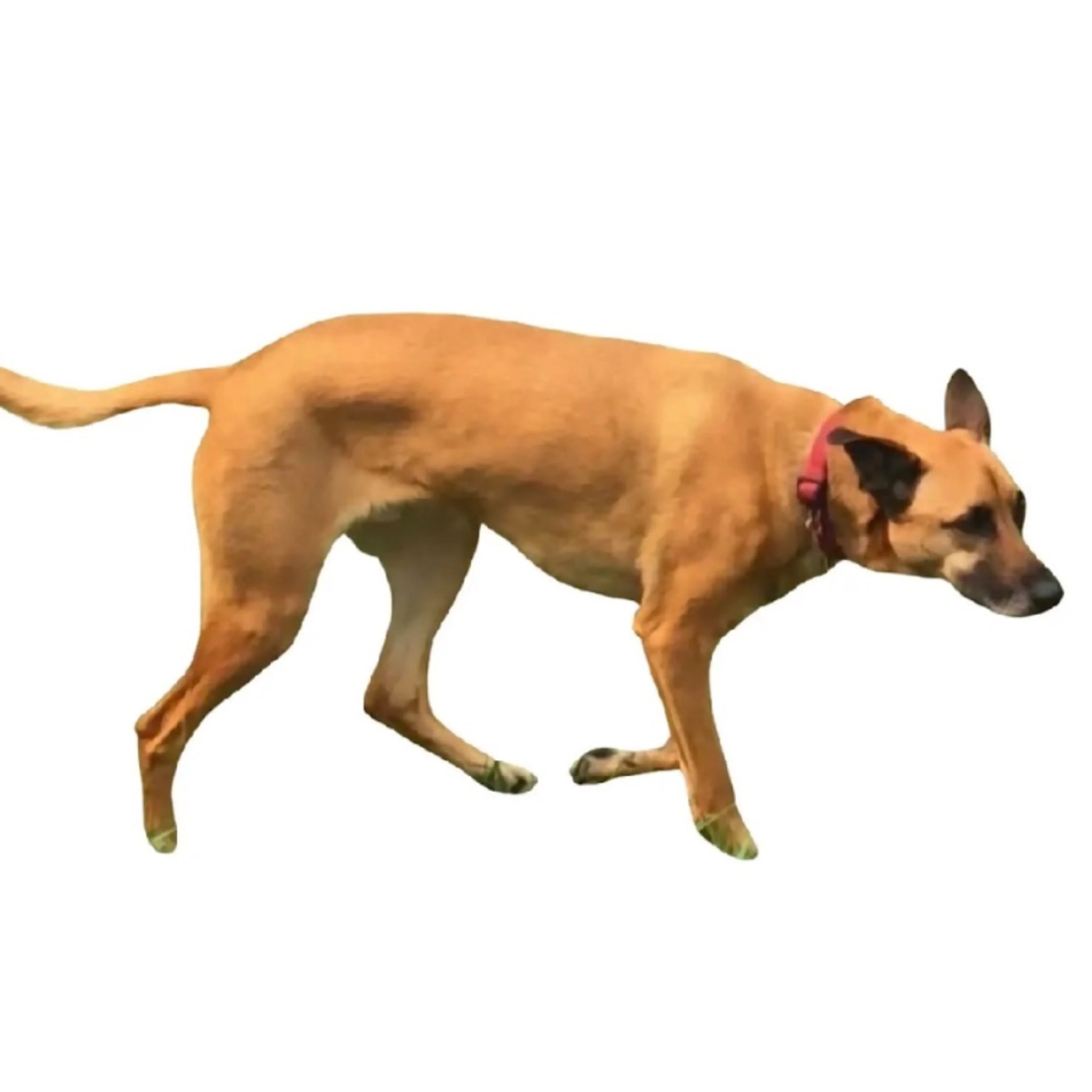 cdn image