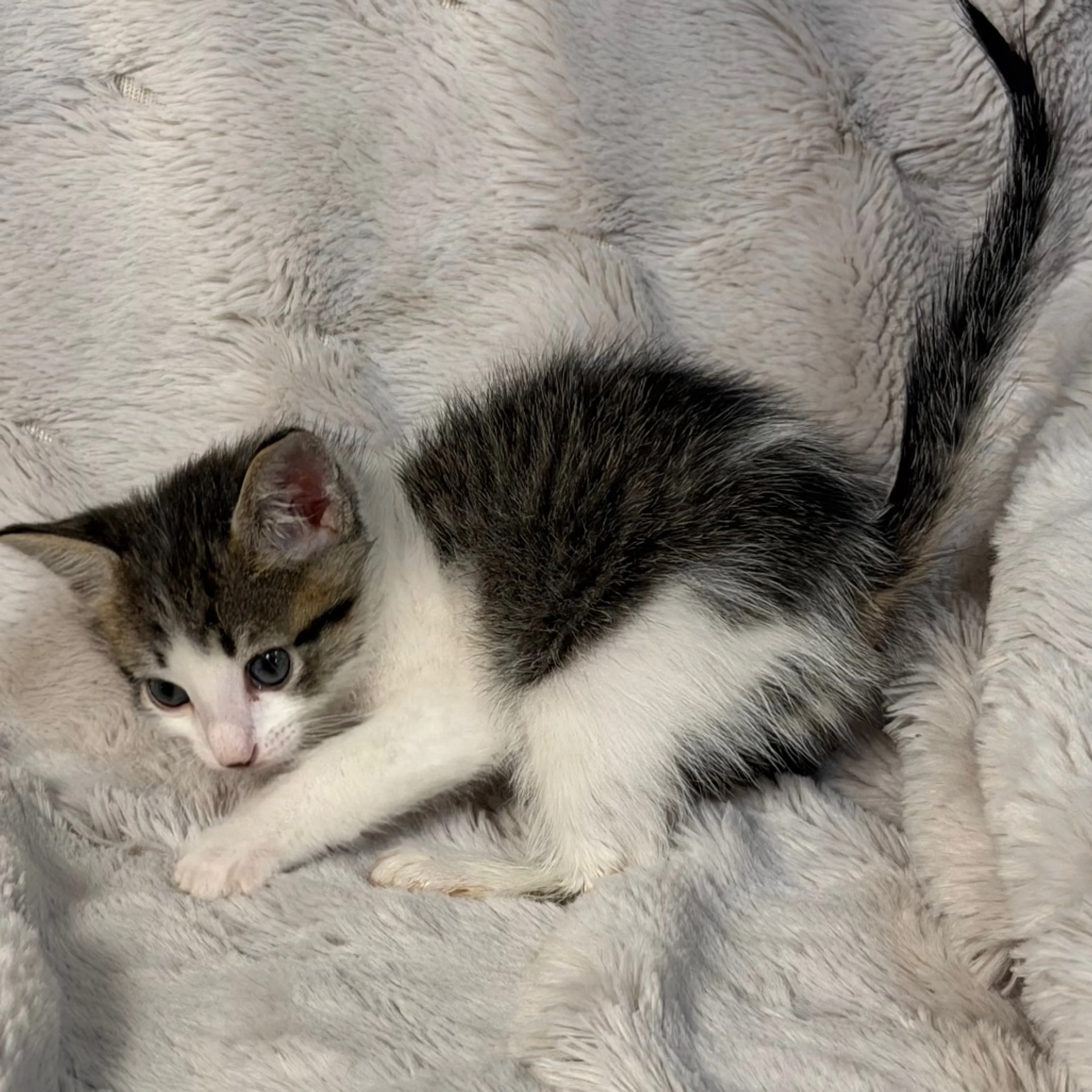 cdn image
