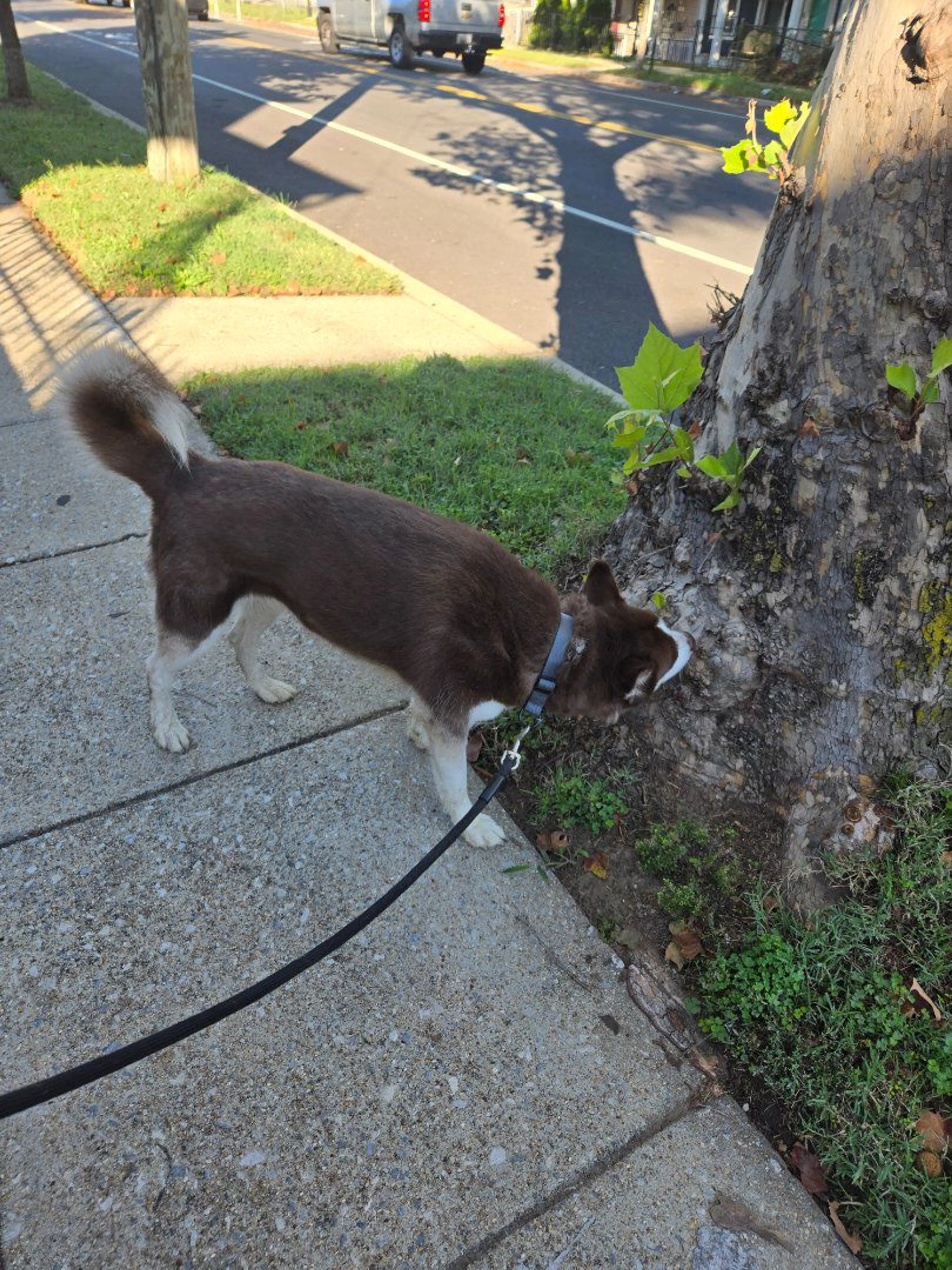 cdn image