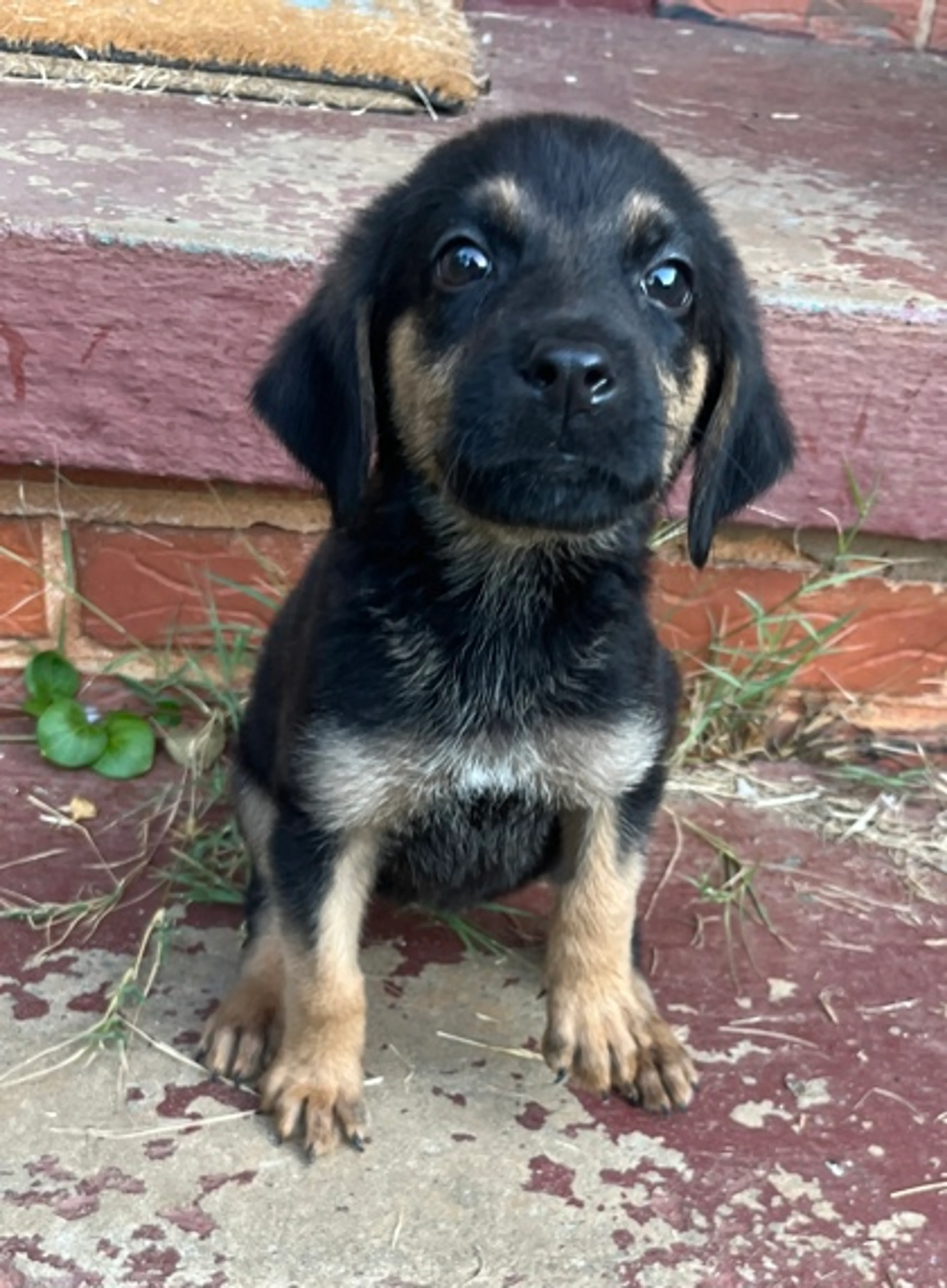 cdn image