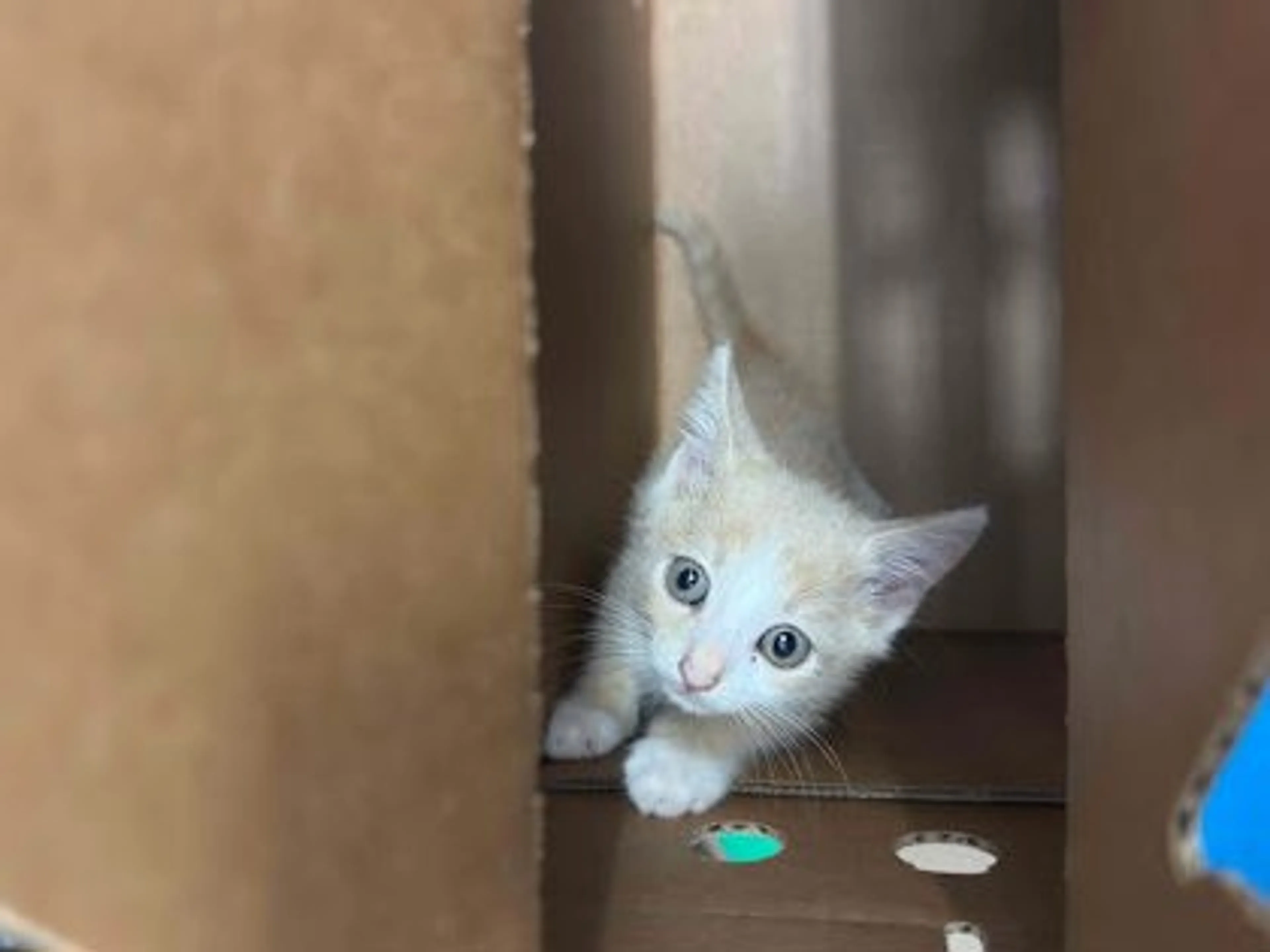 cdn image