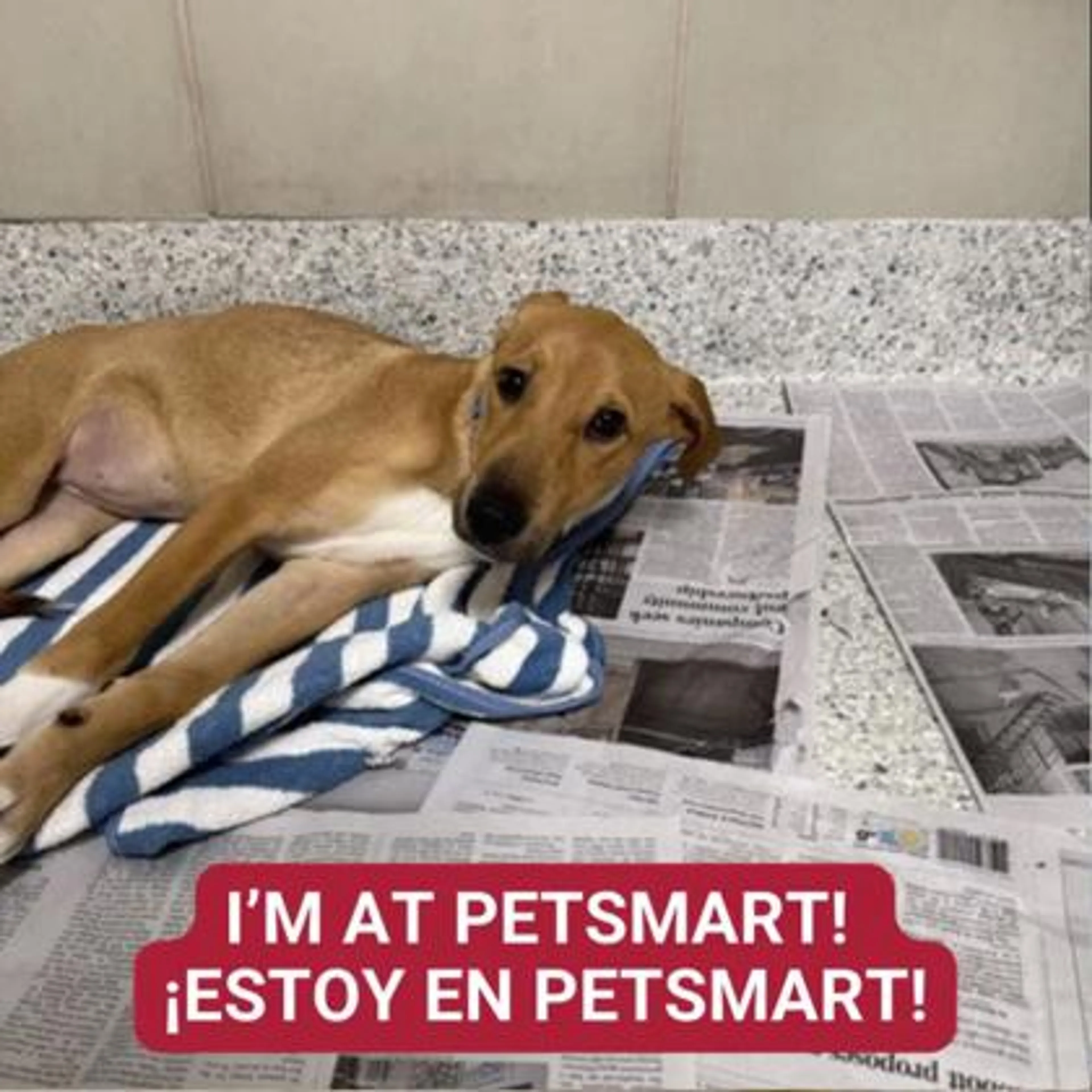 cdn image