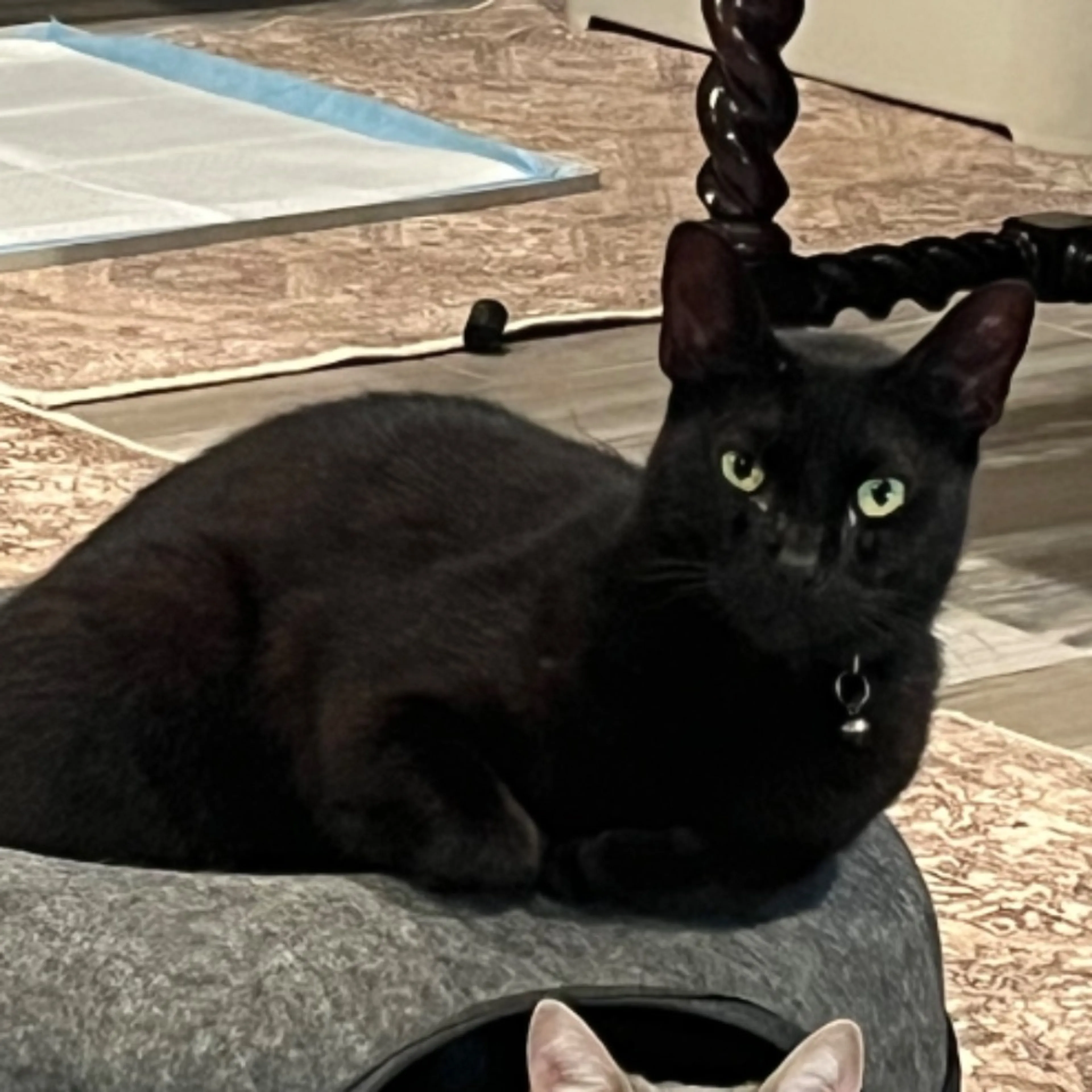 cdn image
