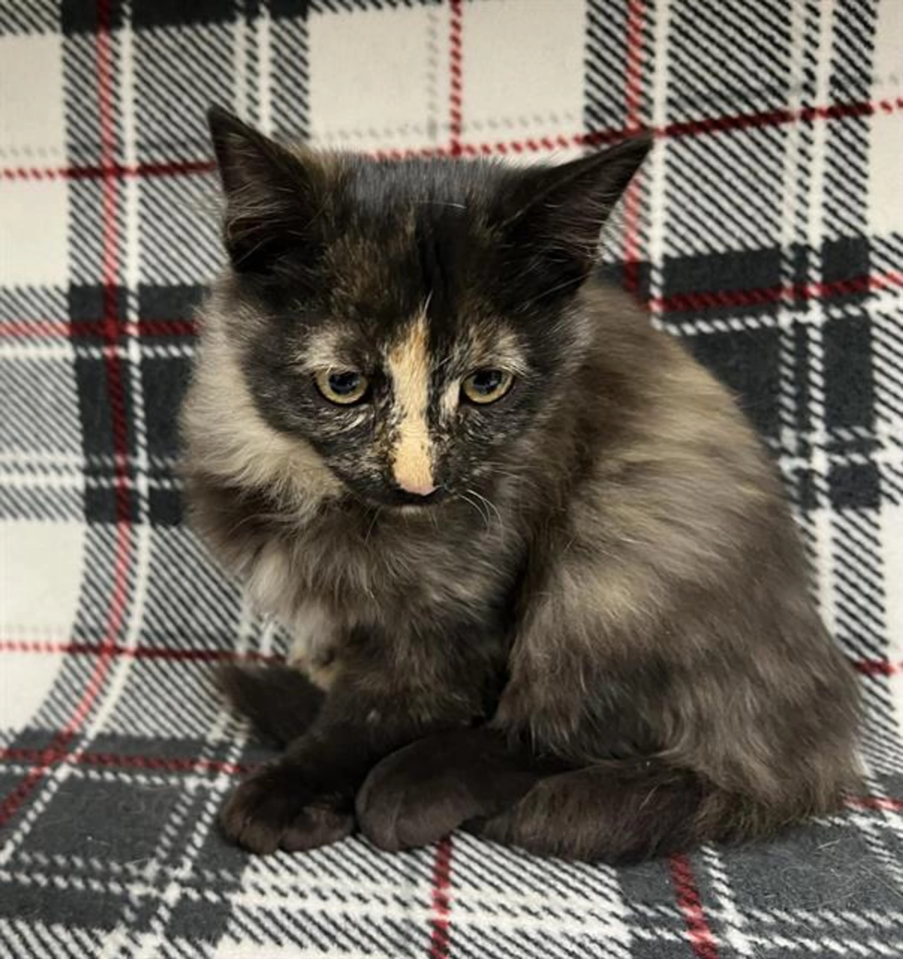 cdn image