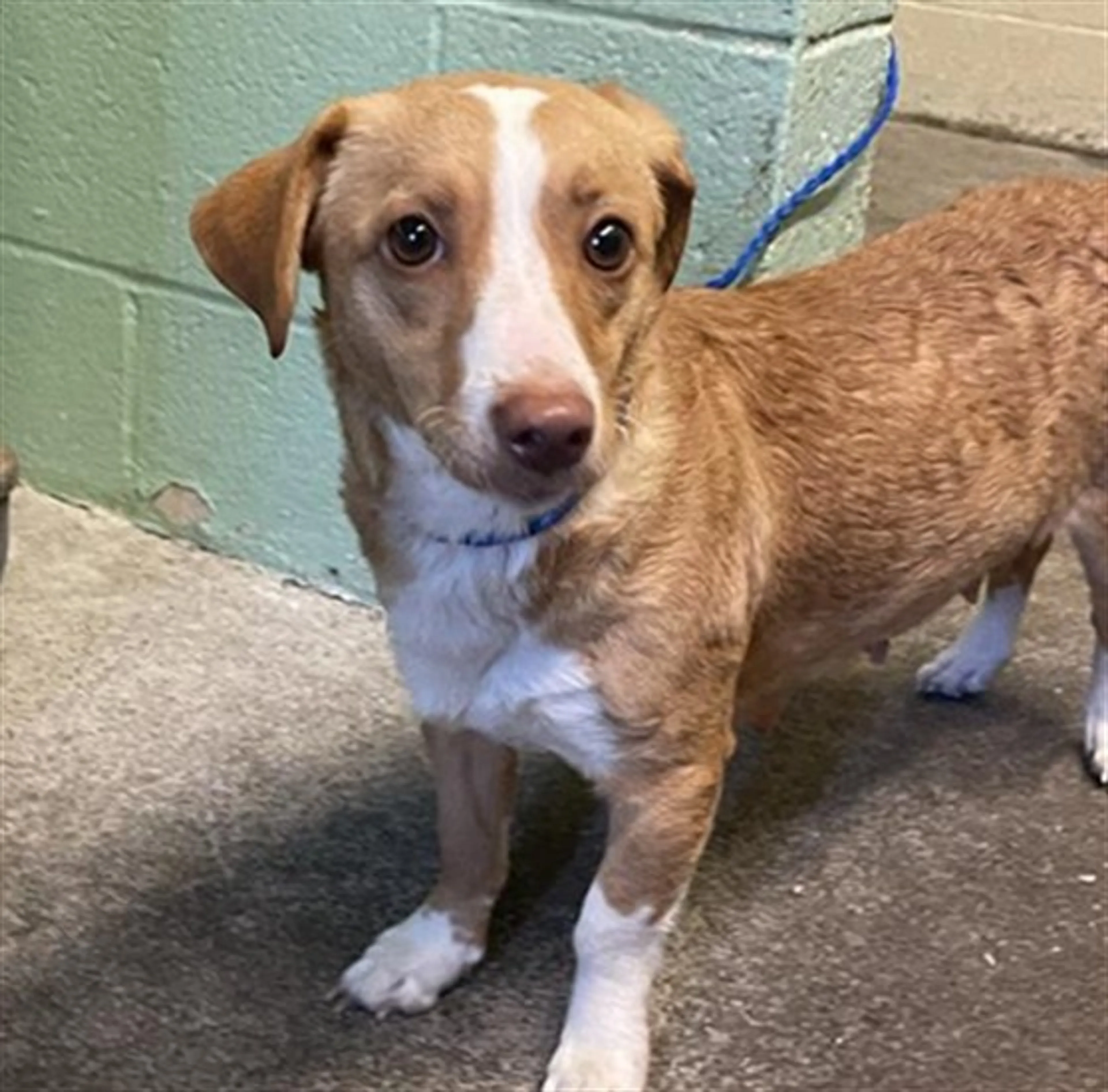 cdn image