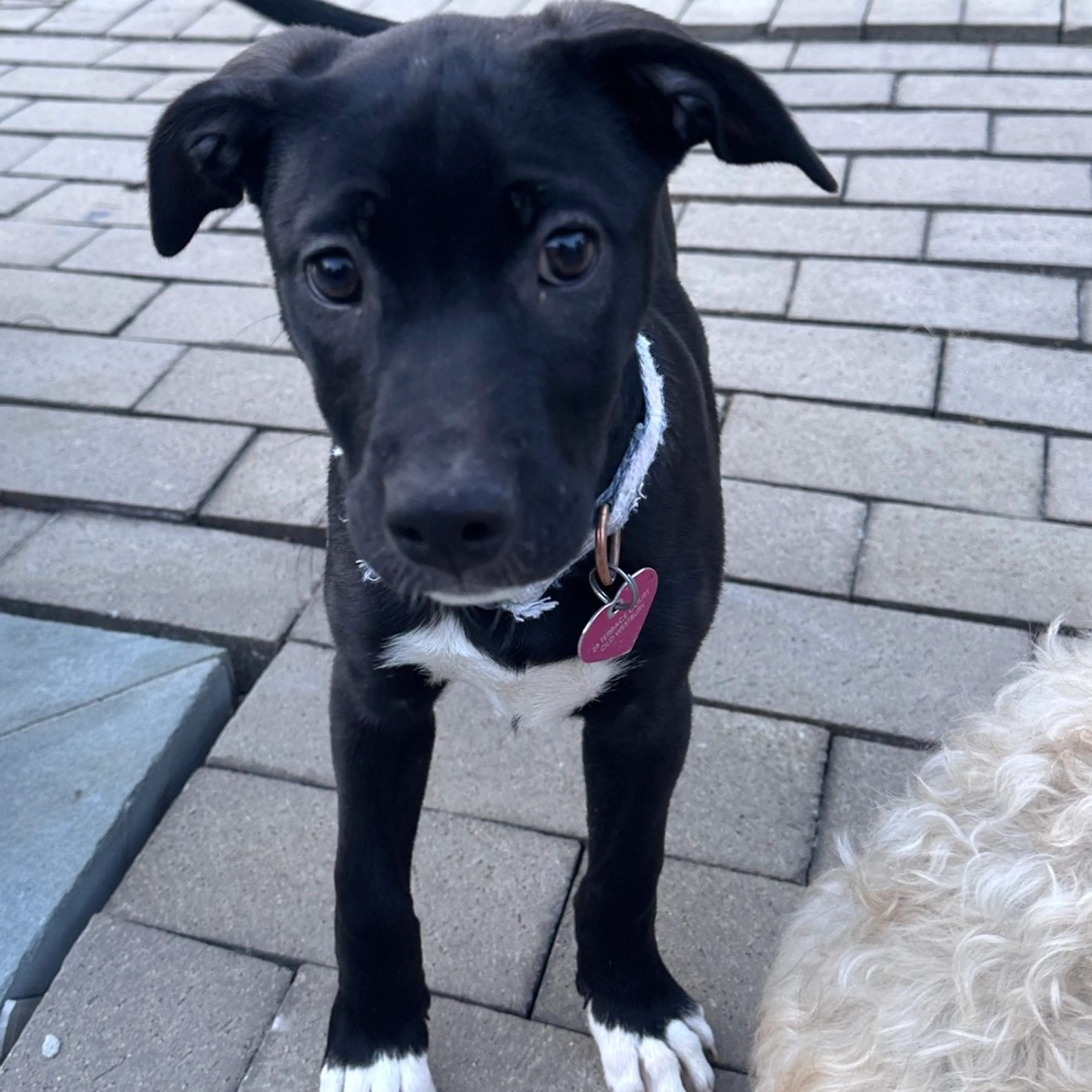 cdn image