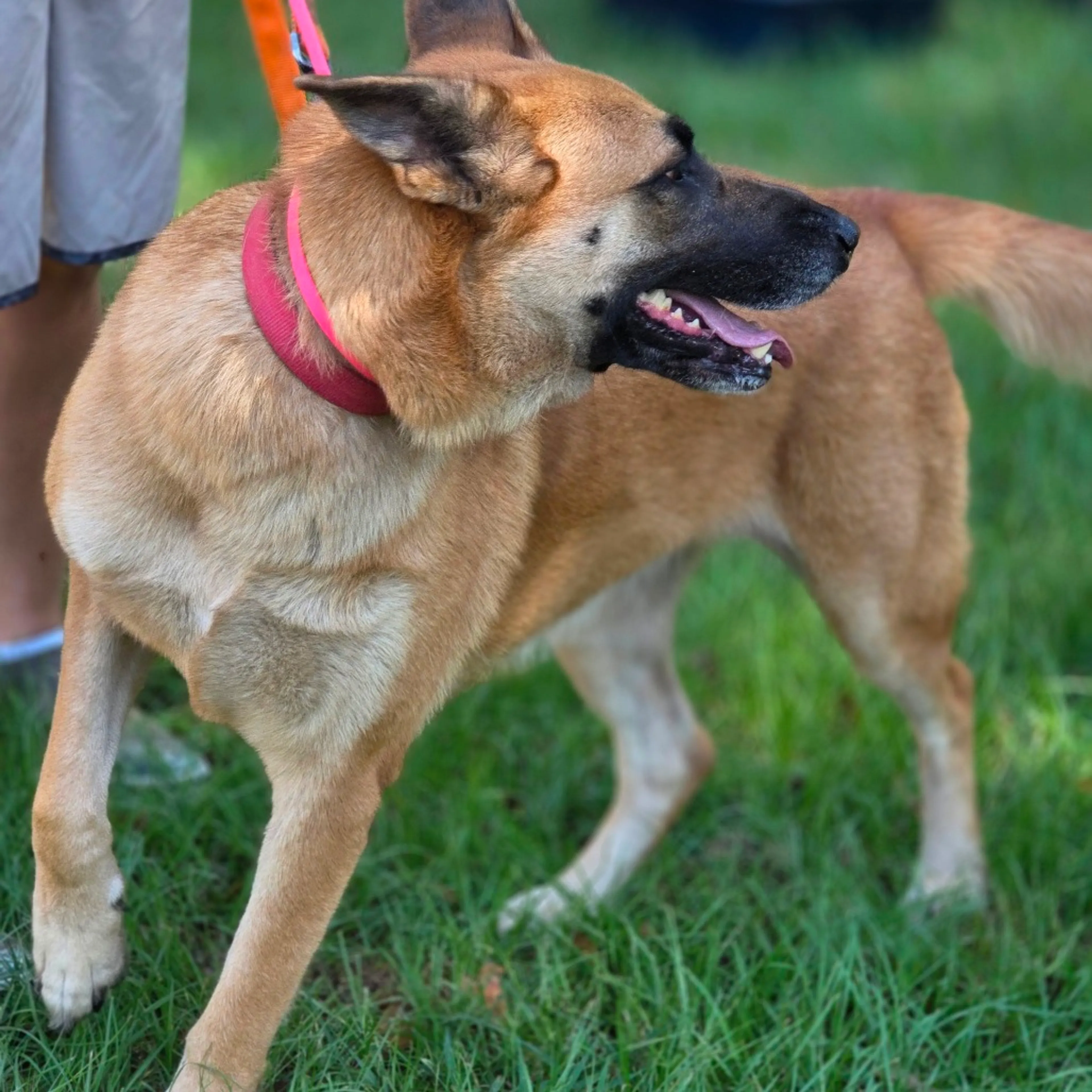 cdn image