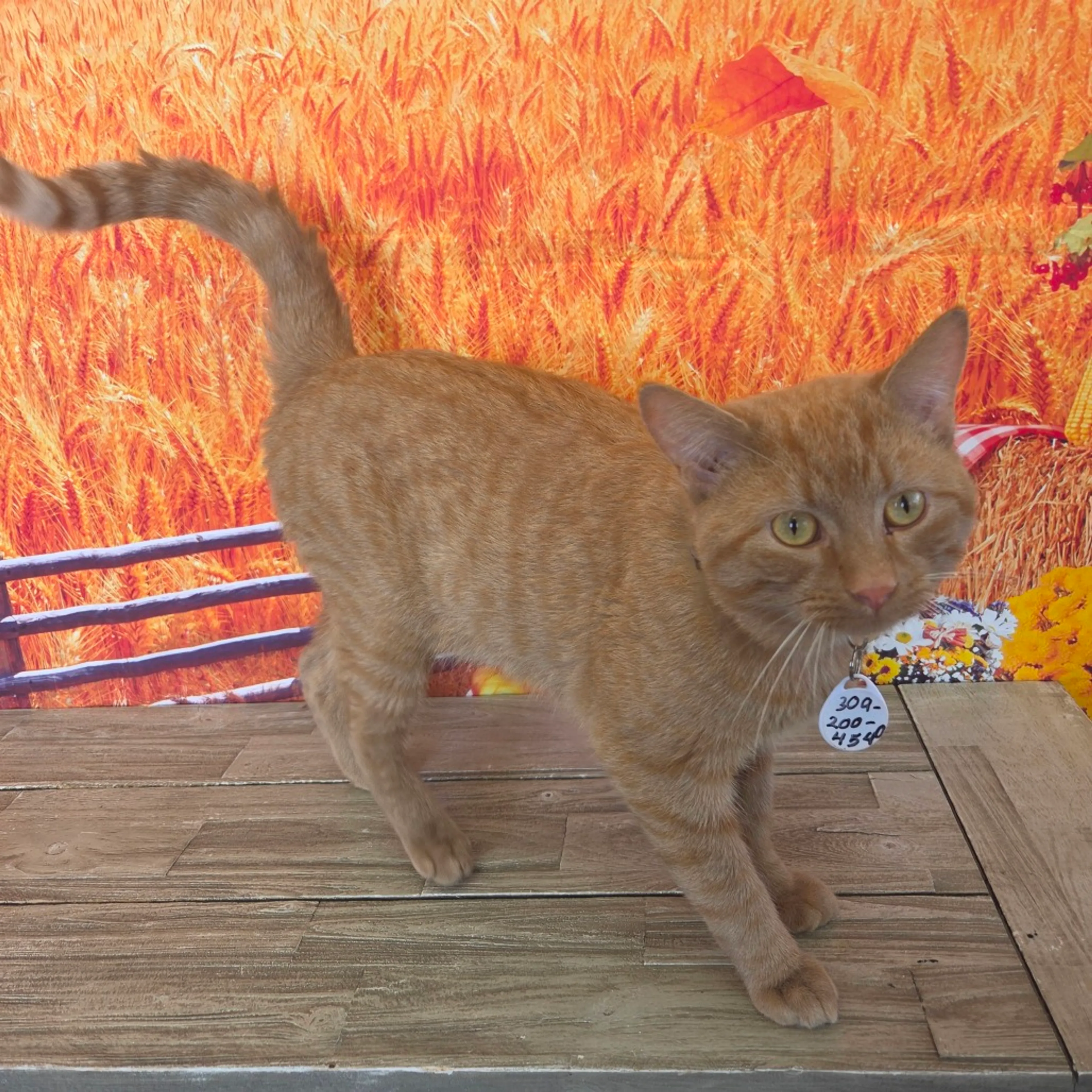 cdn image