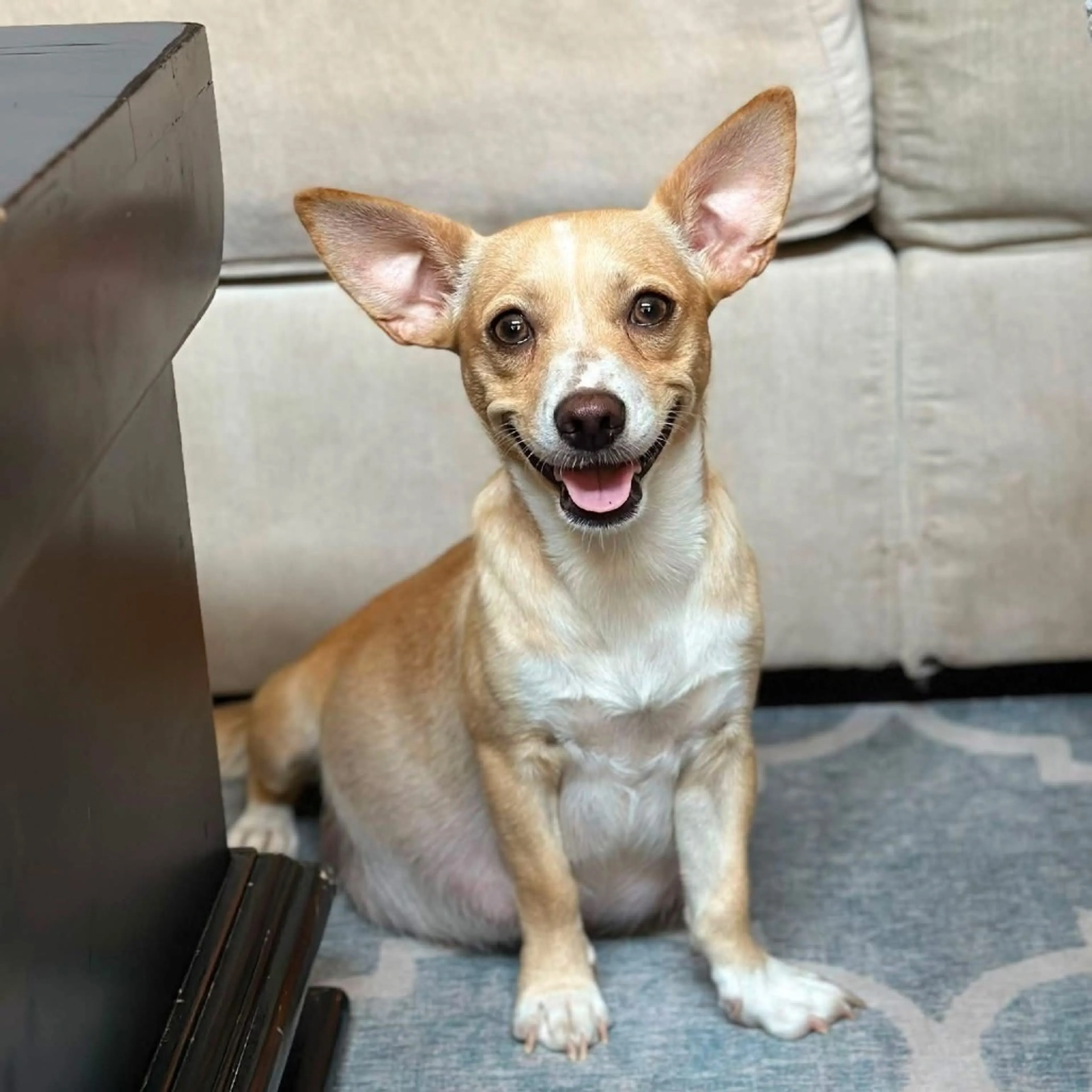 cdn image