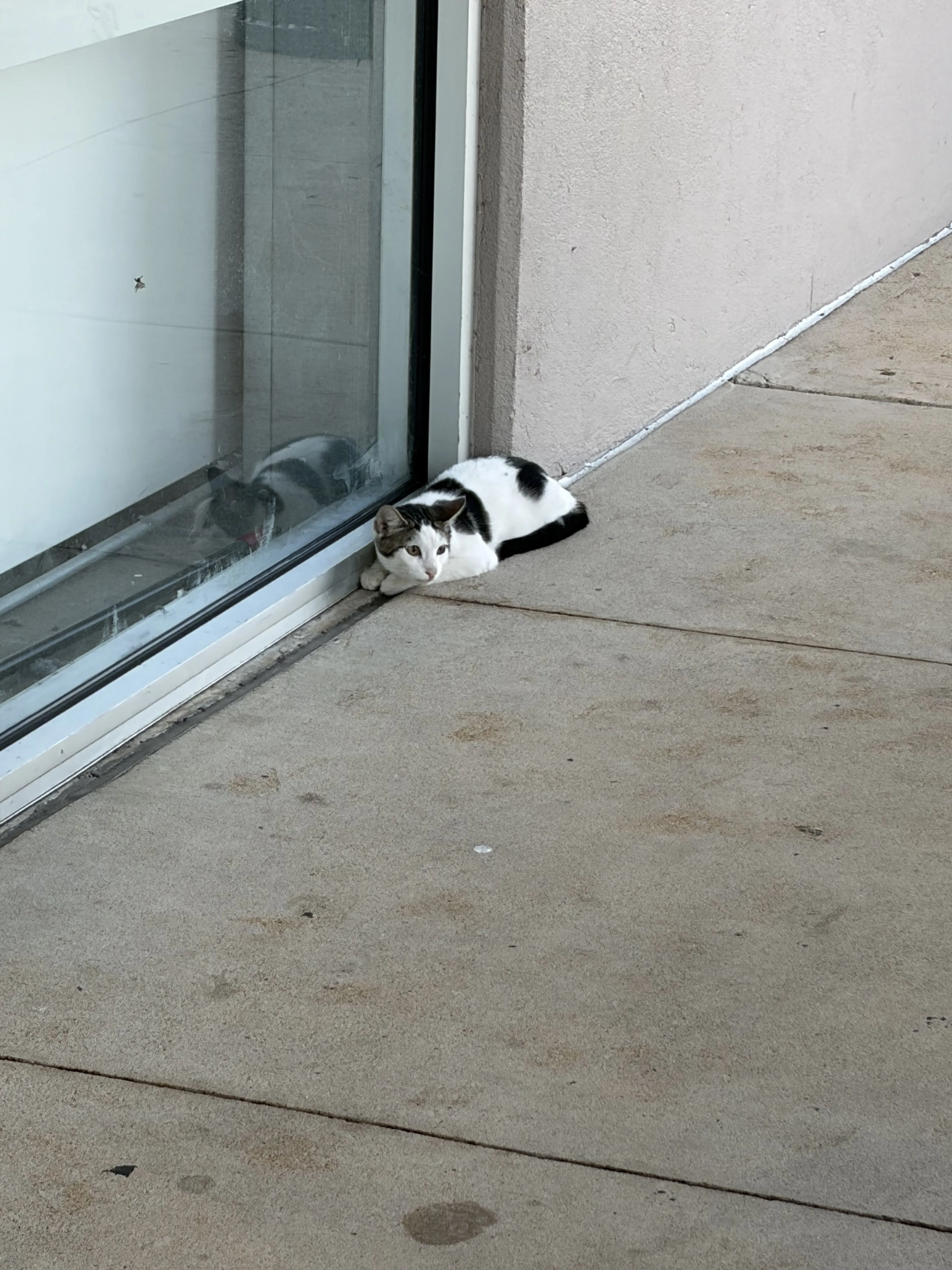 cdn image