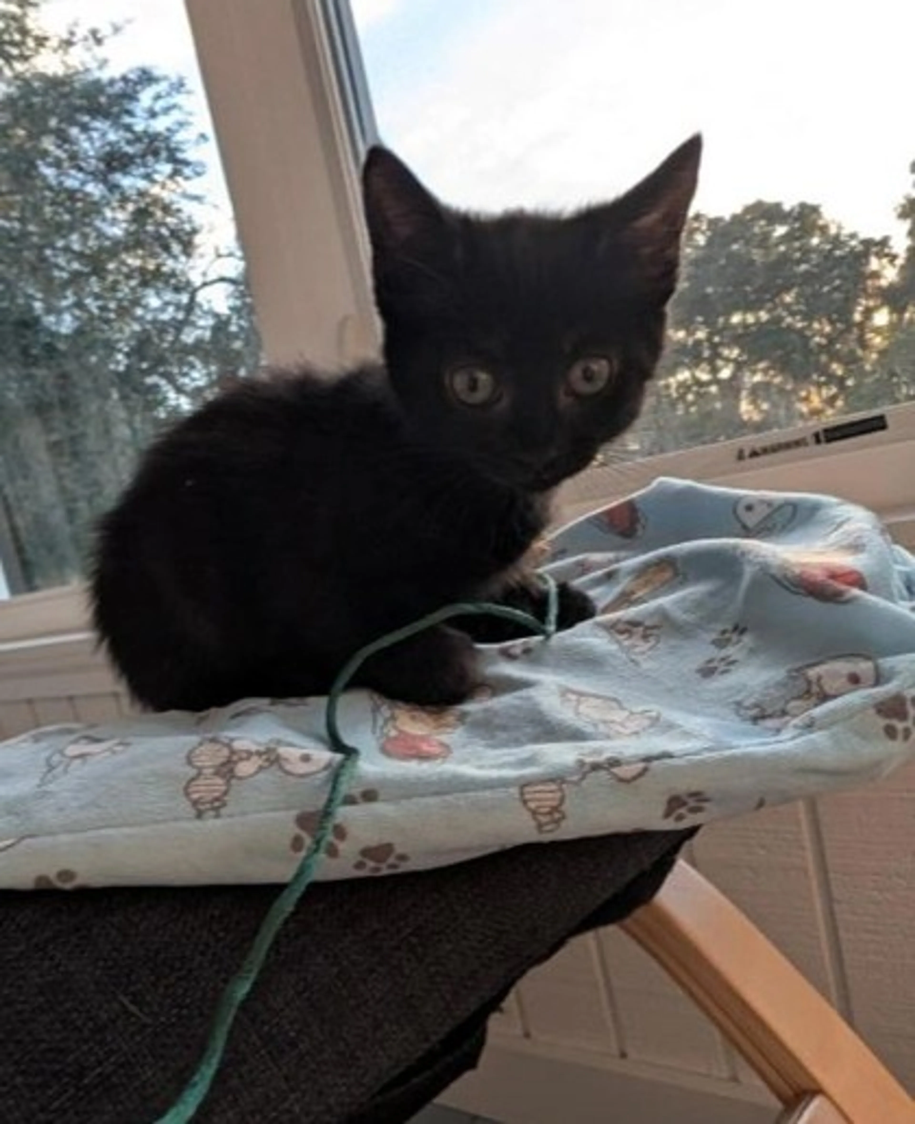 cdn image