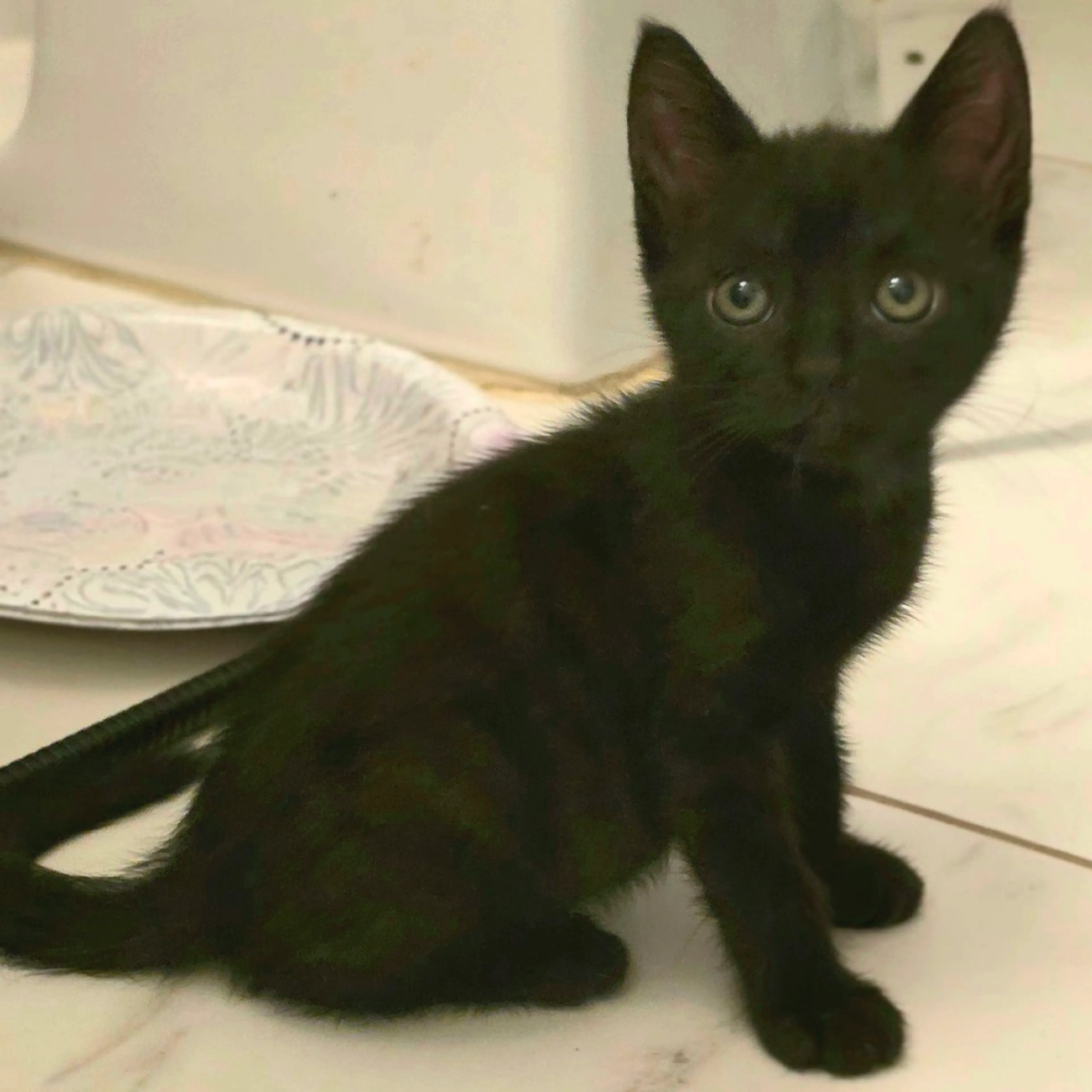 cdn image