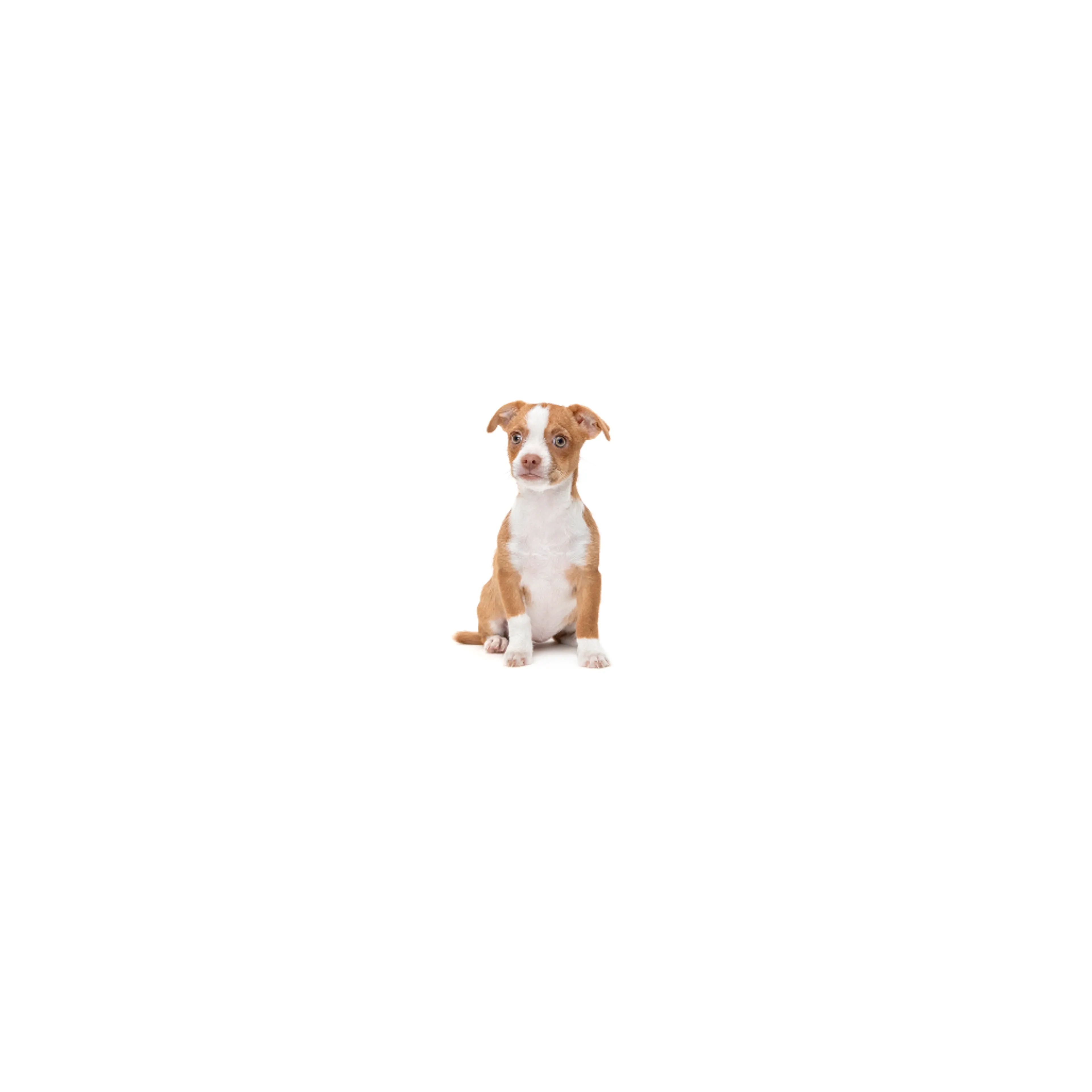 cdn image