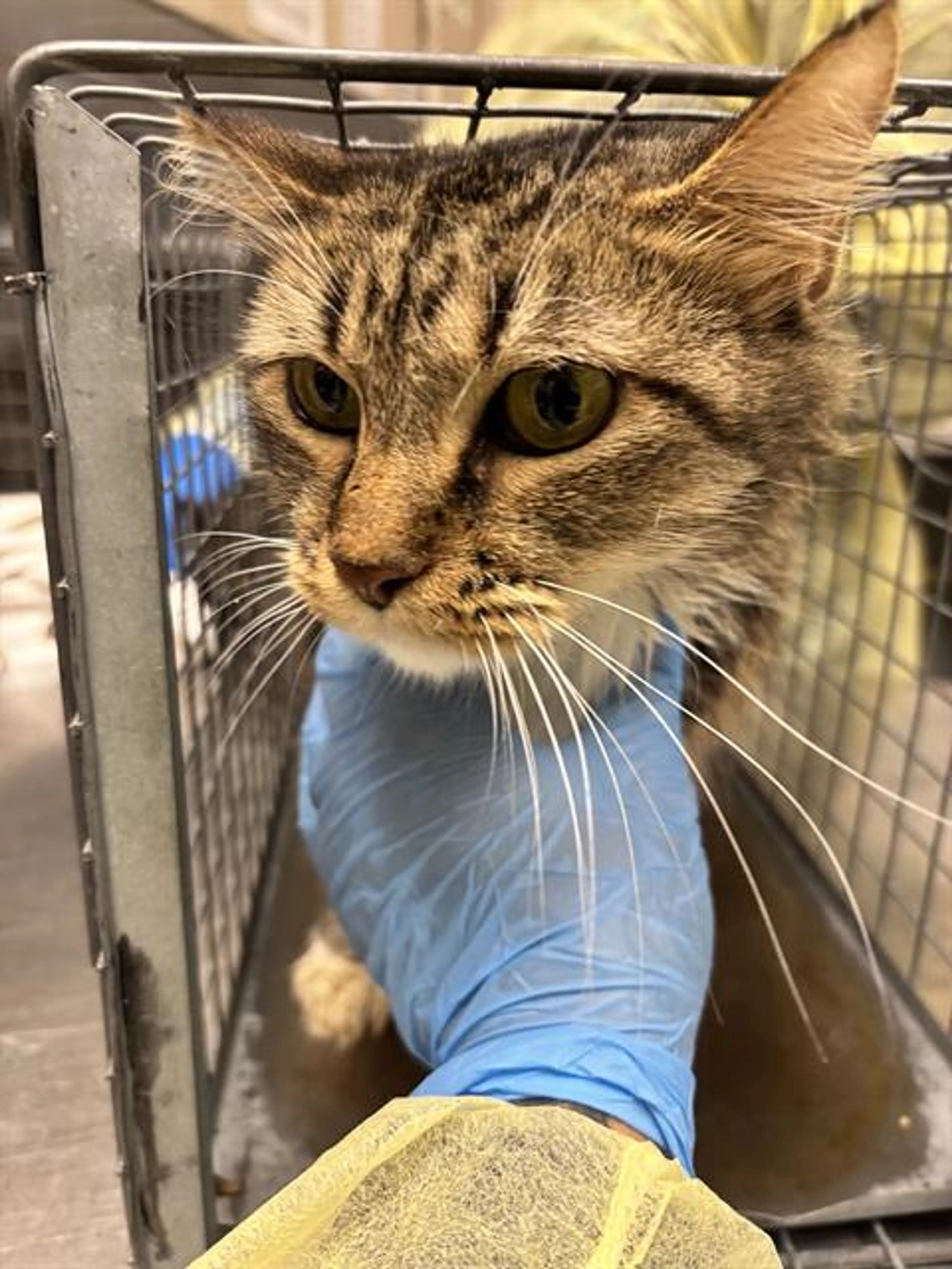 cdn image