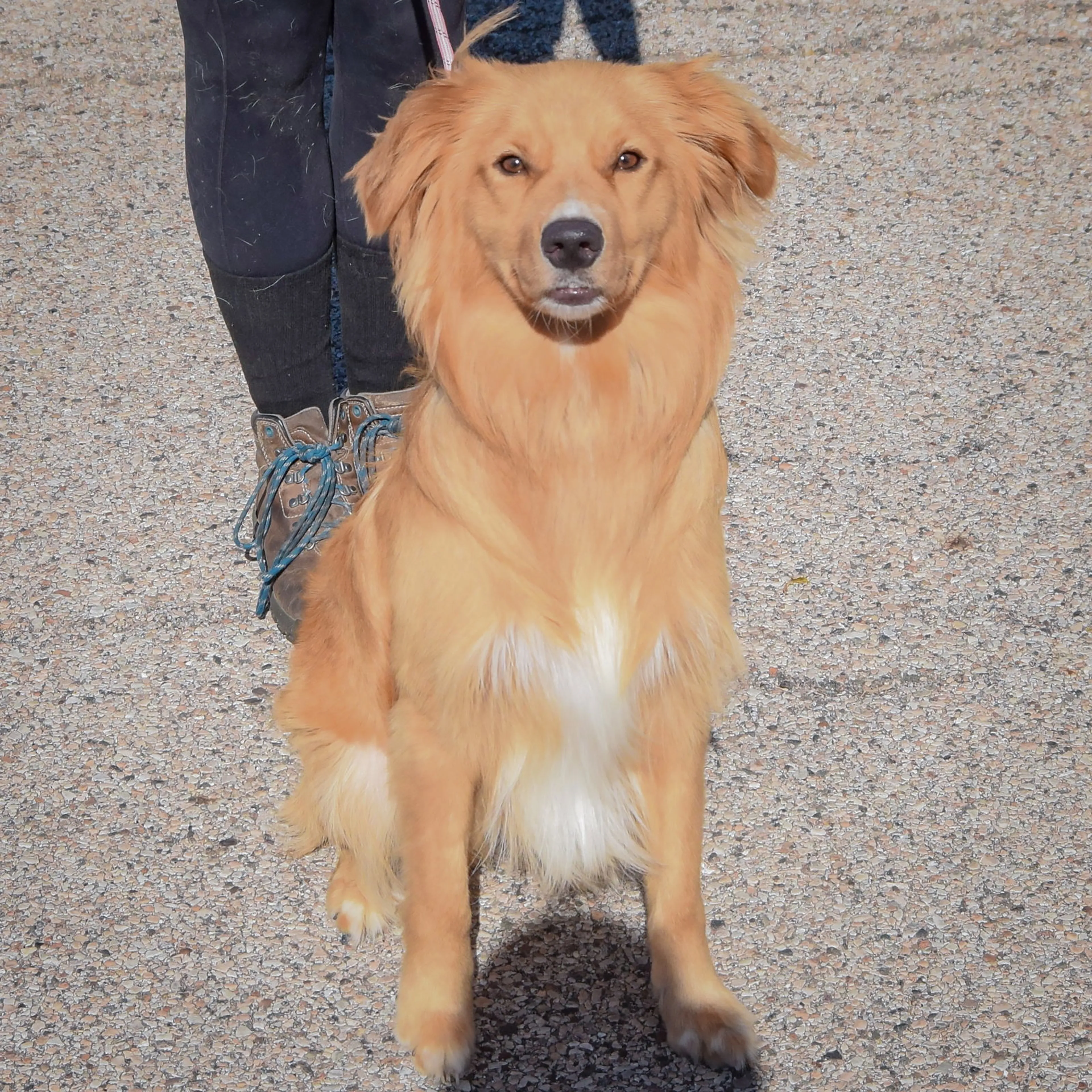 cdn image