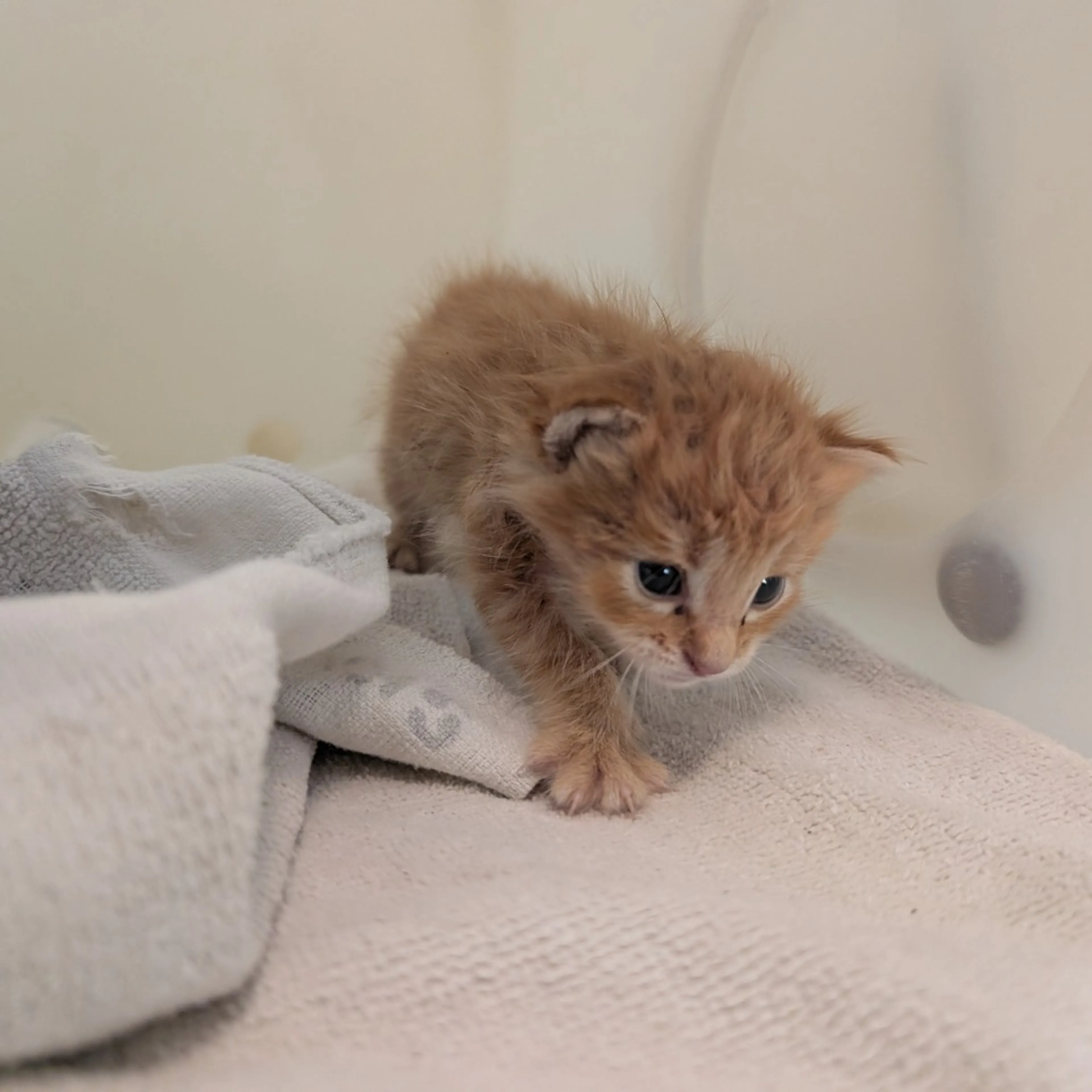 cdn image