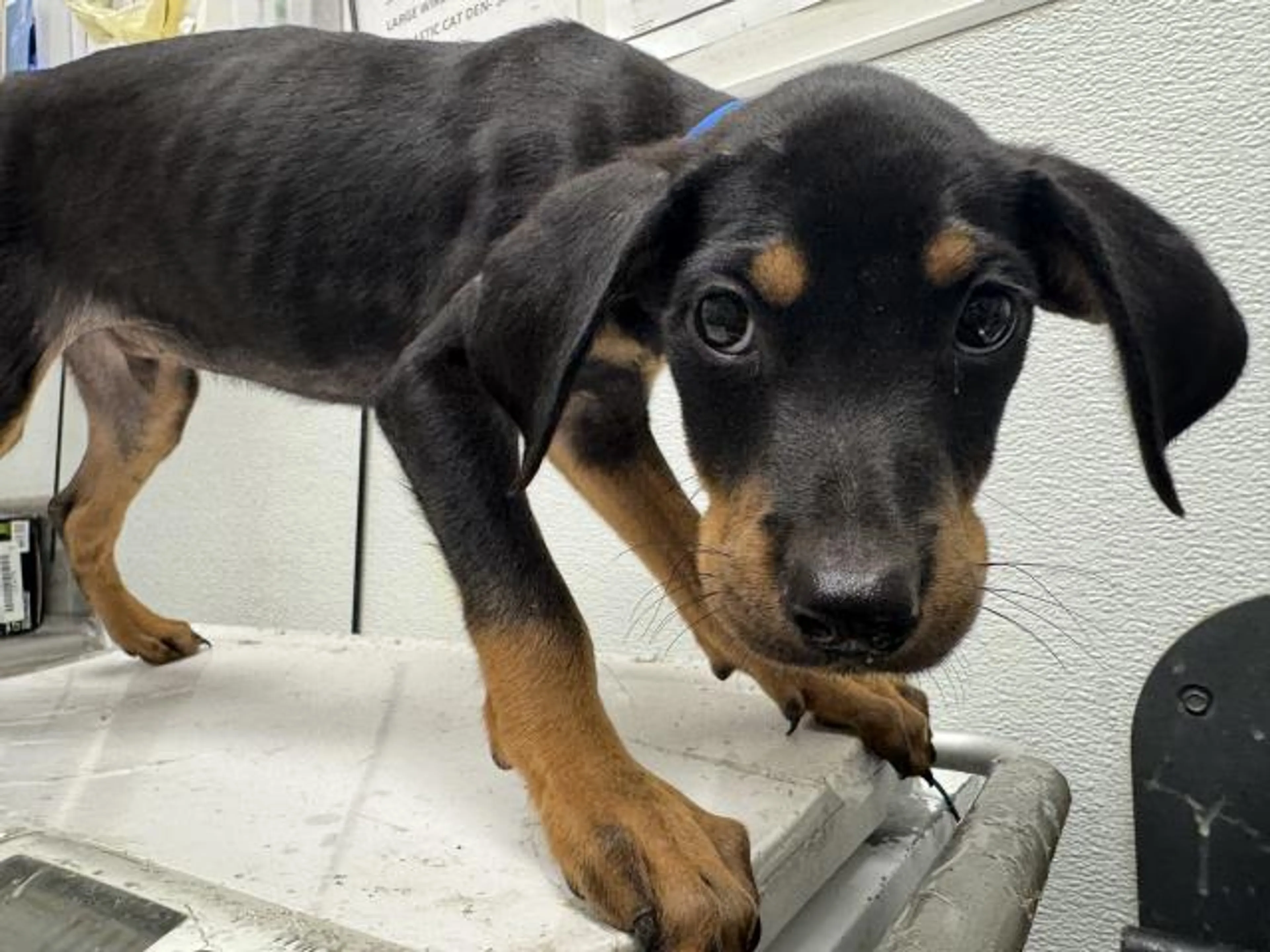 cdn image